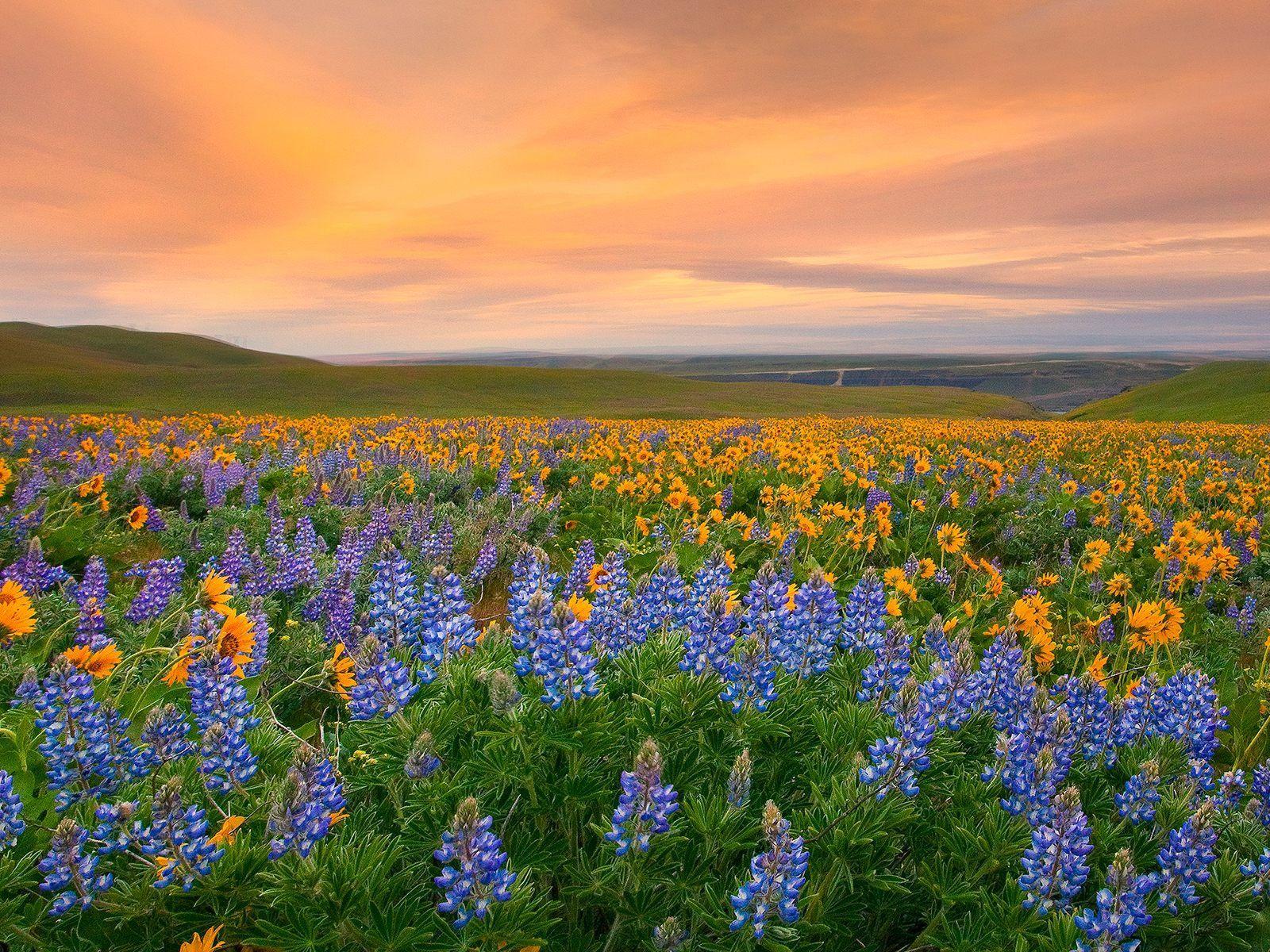1600x1200 Valley of Flowers Wallpaper on .