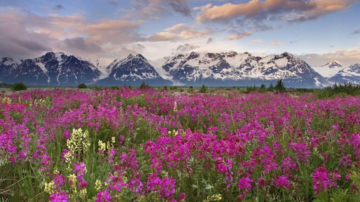 1244x700 Valley Of Flowers Wallpaper .