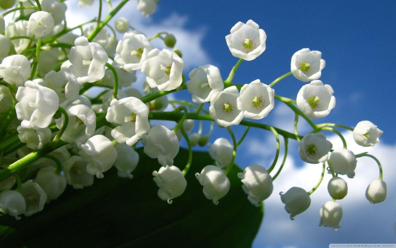 1280x800 Valley Of Flowers Wallpaper .cwallpapergallery.