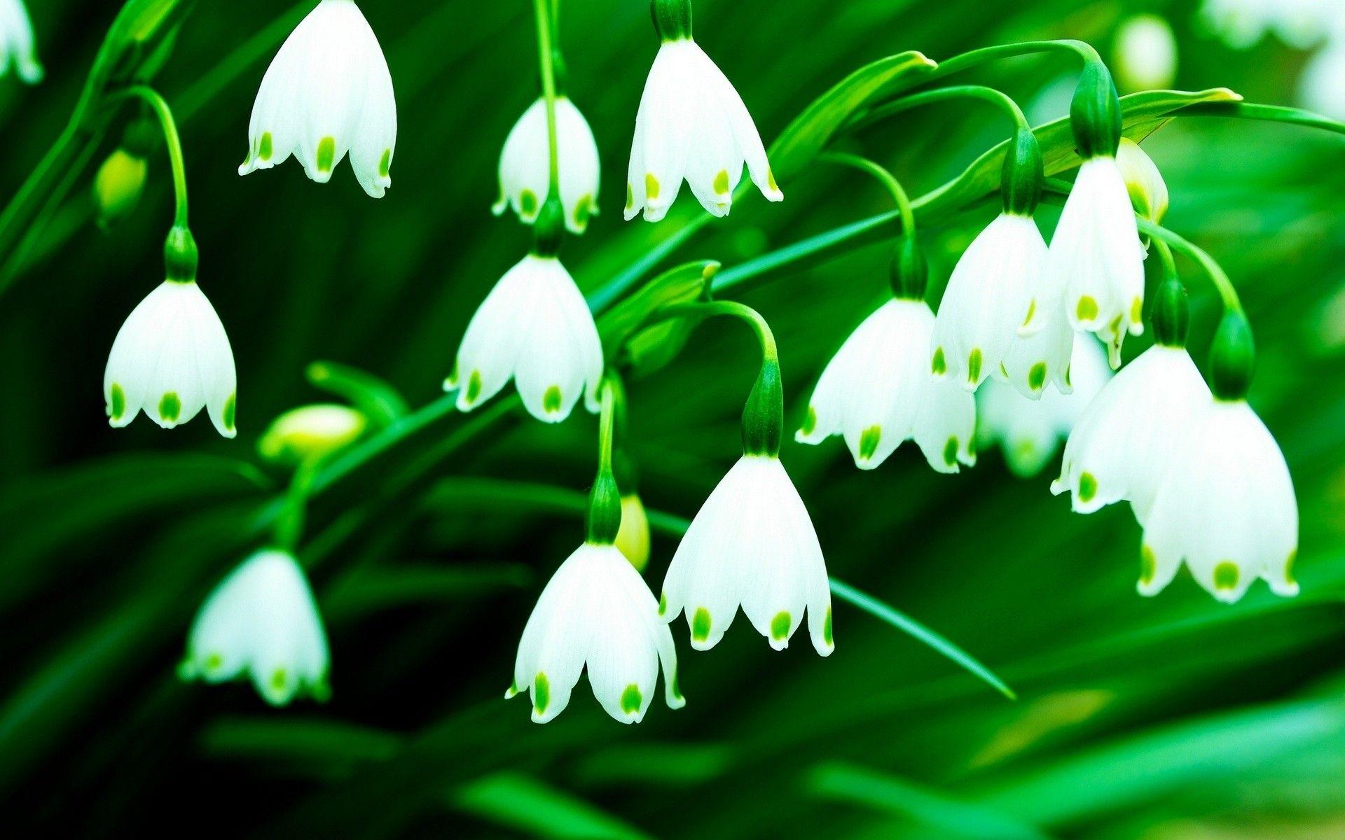 1920x1200 Valley White Flowers Wallpaper .