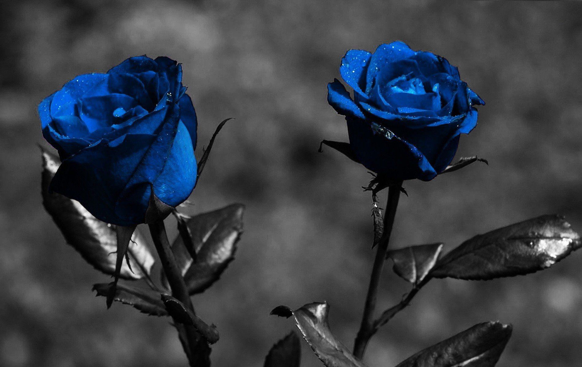 1900x1200 Blue Rose Wallpaper HD Picture .