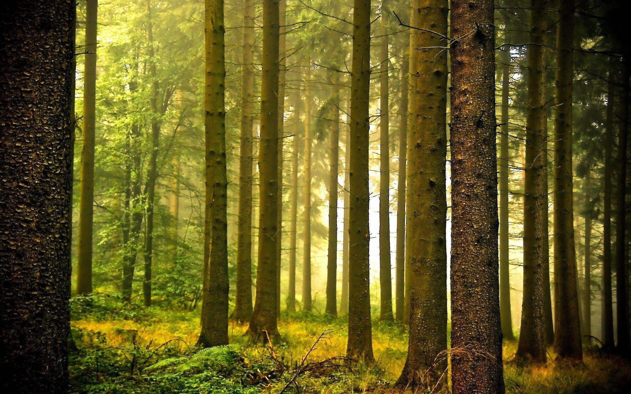 calm-forest-wallpapers-top-free-calm-forest-backgrounds-wallpaperaccess