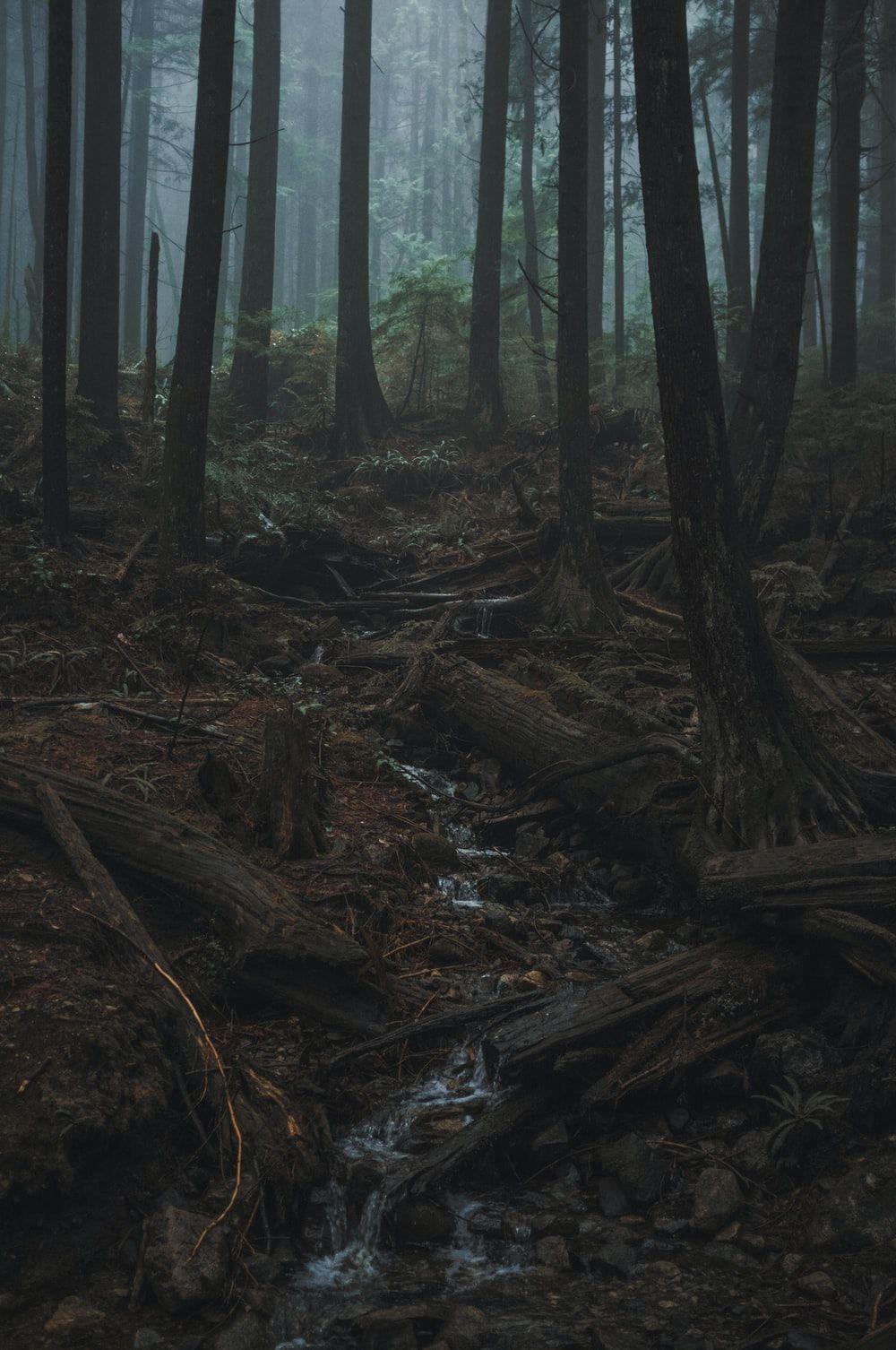 Dark Rainy Forest Wallpapers - Top Free Dark Rainy Forest Backgrounds -  WallpaperAccess