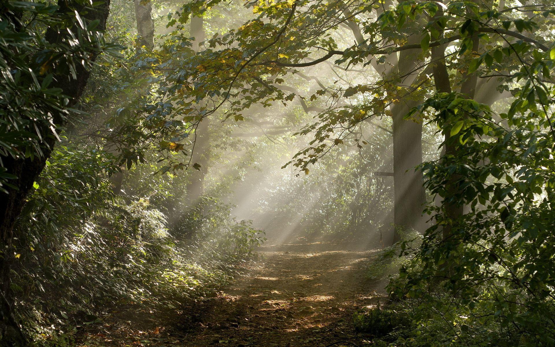 calm-forest-wallpapers-top-free-calm-forest-backgrounds-wallpaperaccess