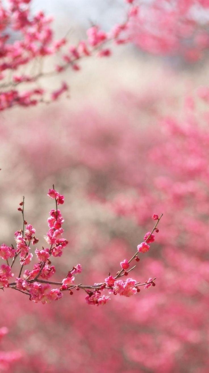 736x1309 Wallpaper Girly Wallpaper iPhone .itl.cat