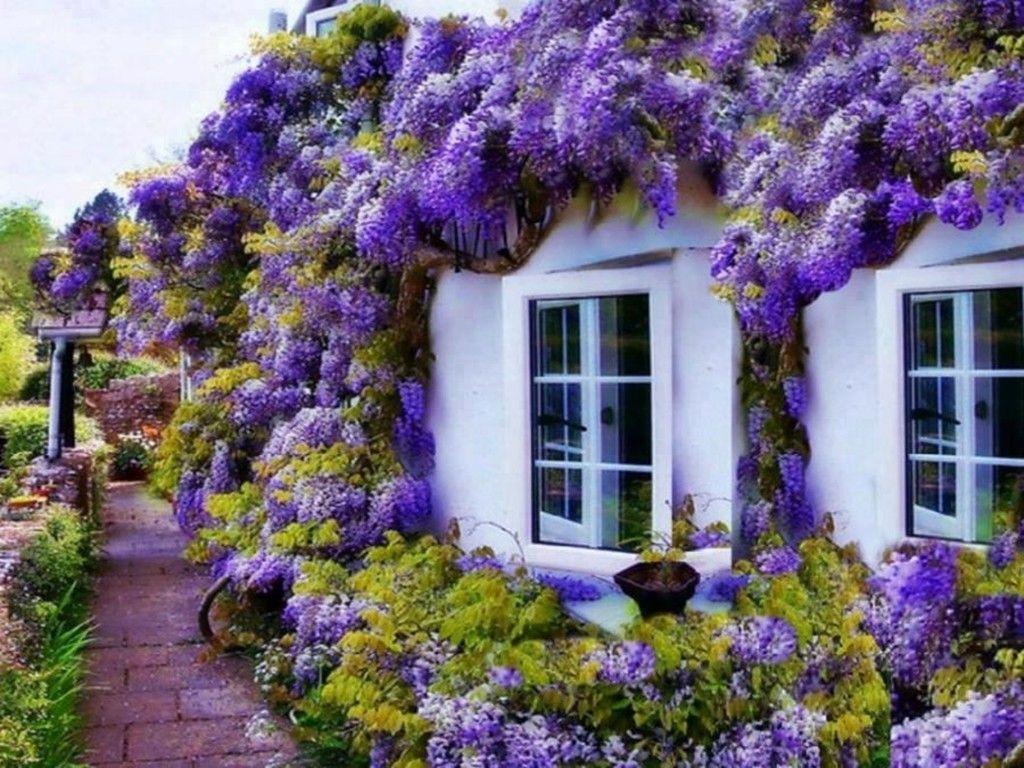 1024x768 Wisteria tree .com