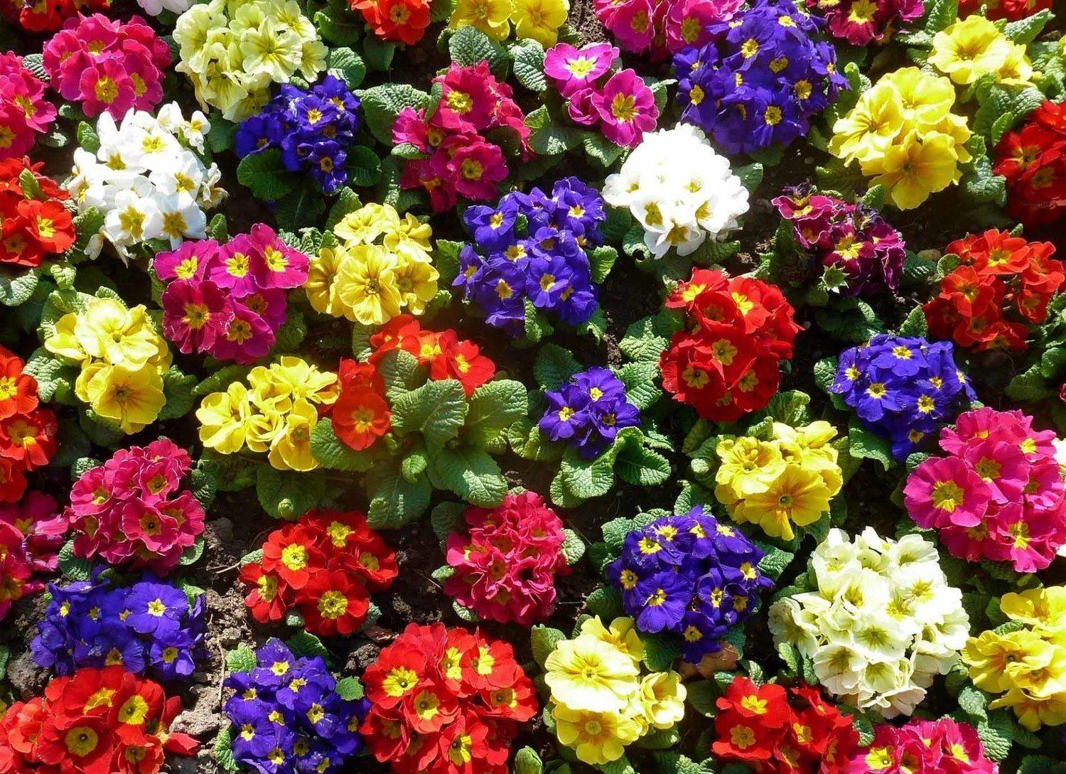 1500x1089 Birth Flowers