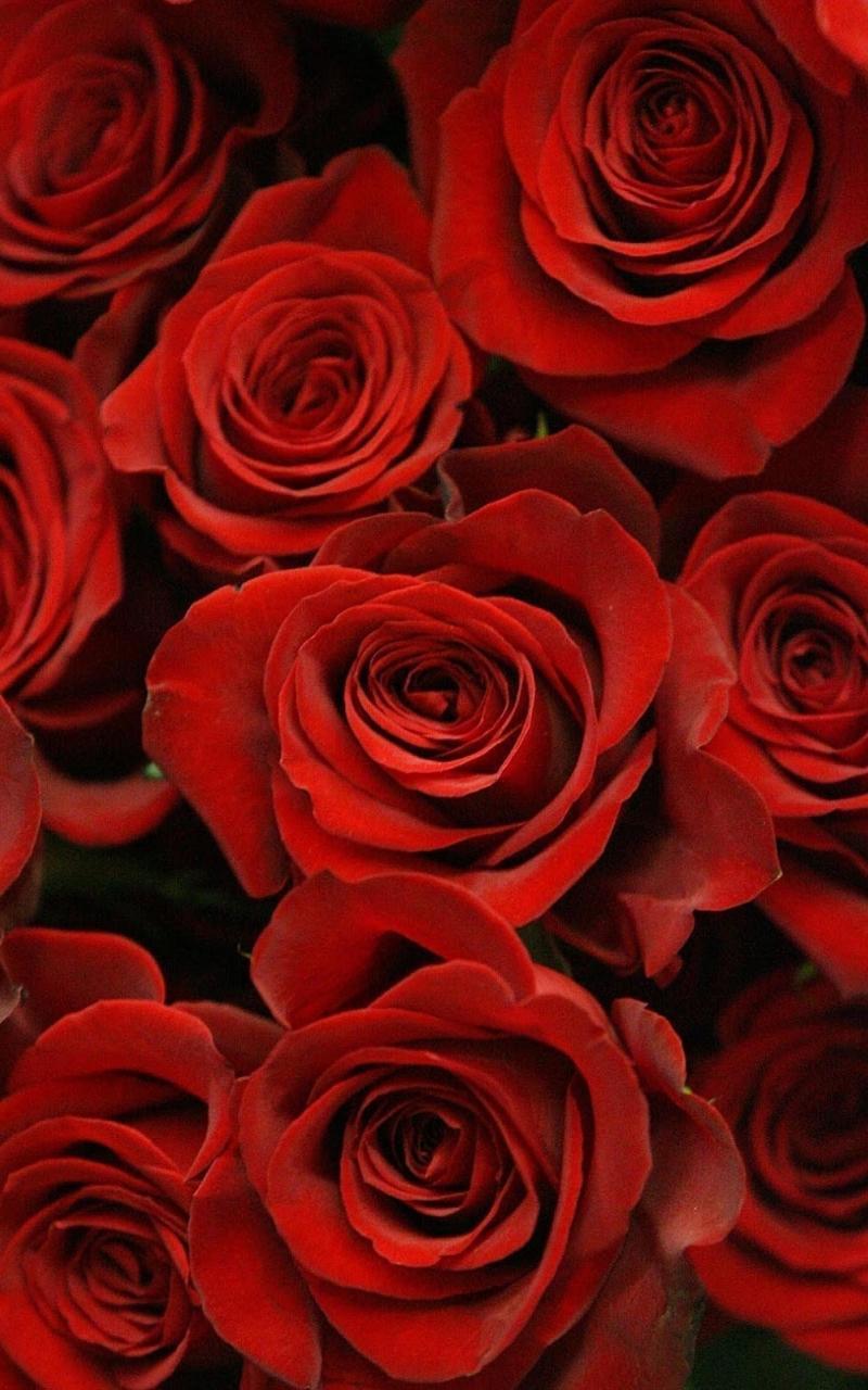 800x1280 Valentine's Day Flowers Wallpaper .
