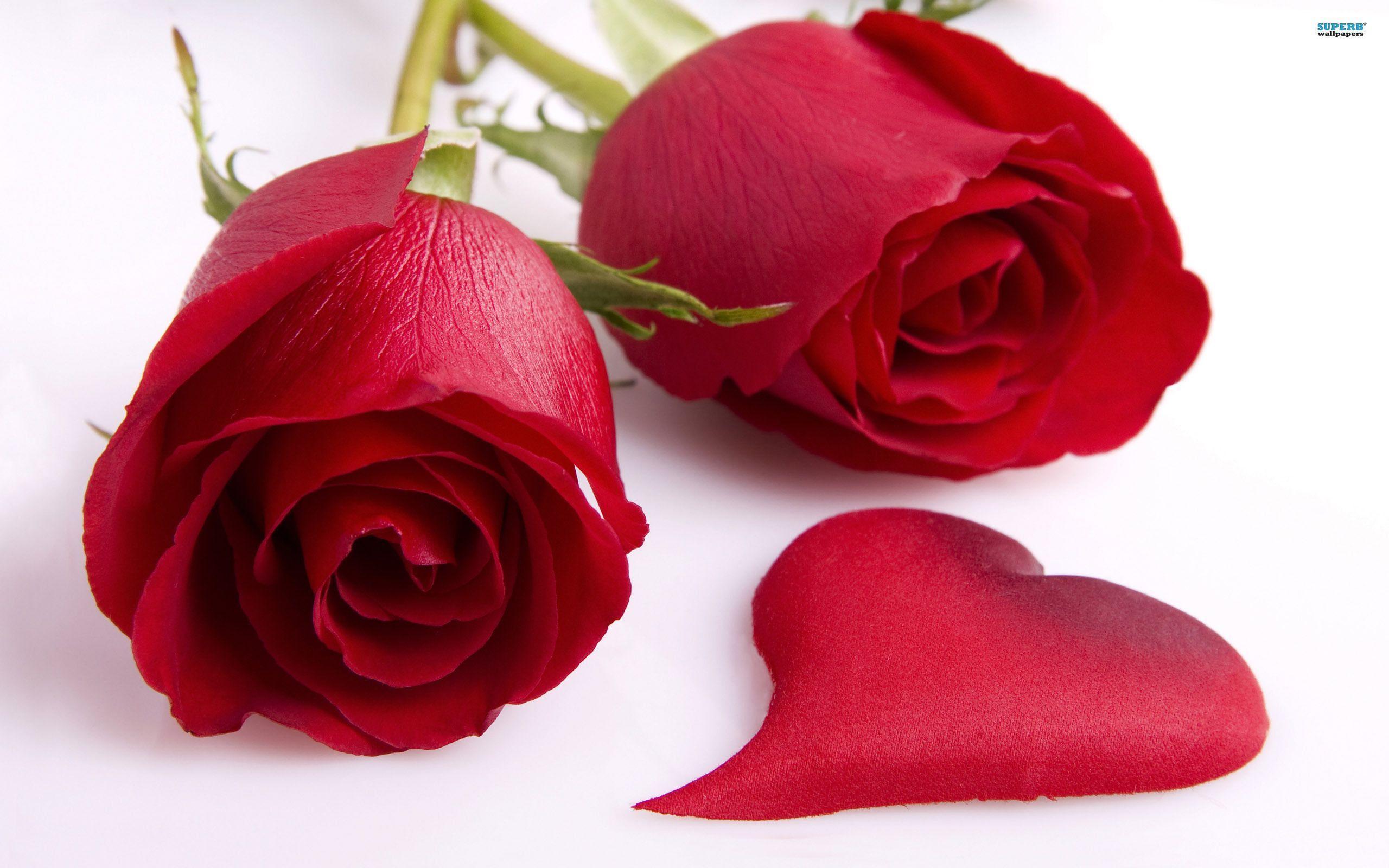 2560x1600 Rose flower wallpaper, Red roses .com