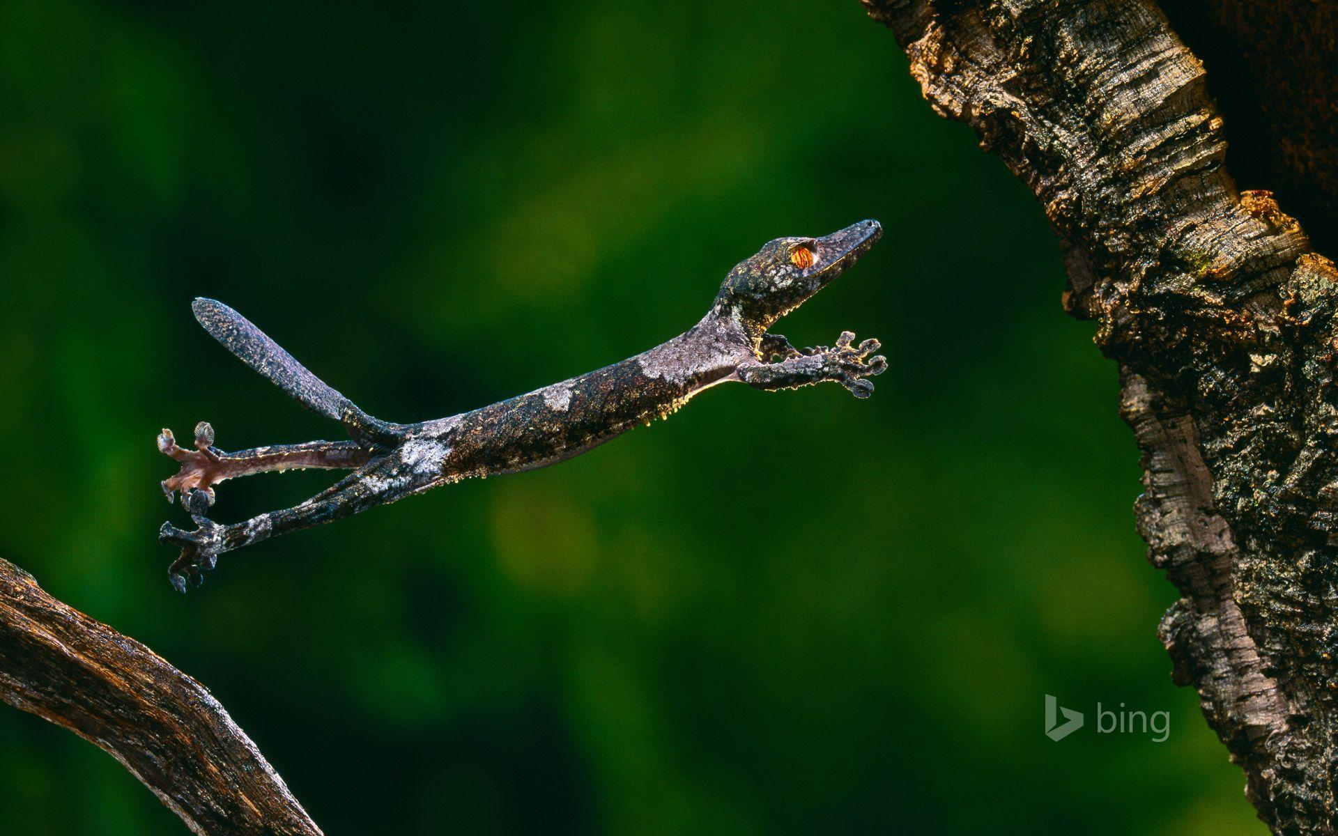 1920x1200 Bing image New Picks HD wallpaper and background photo