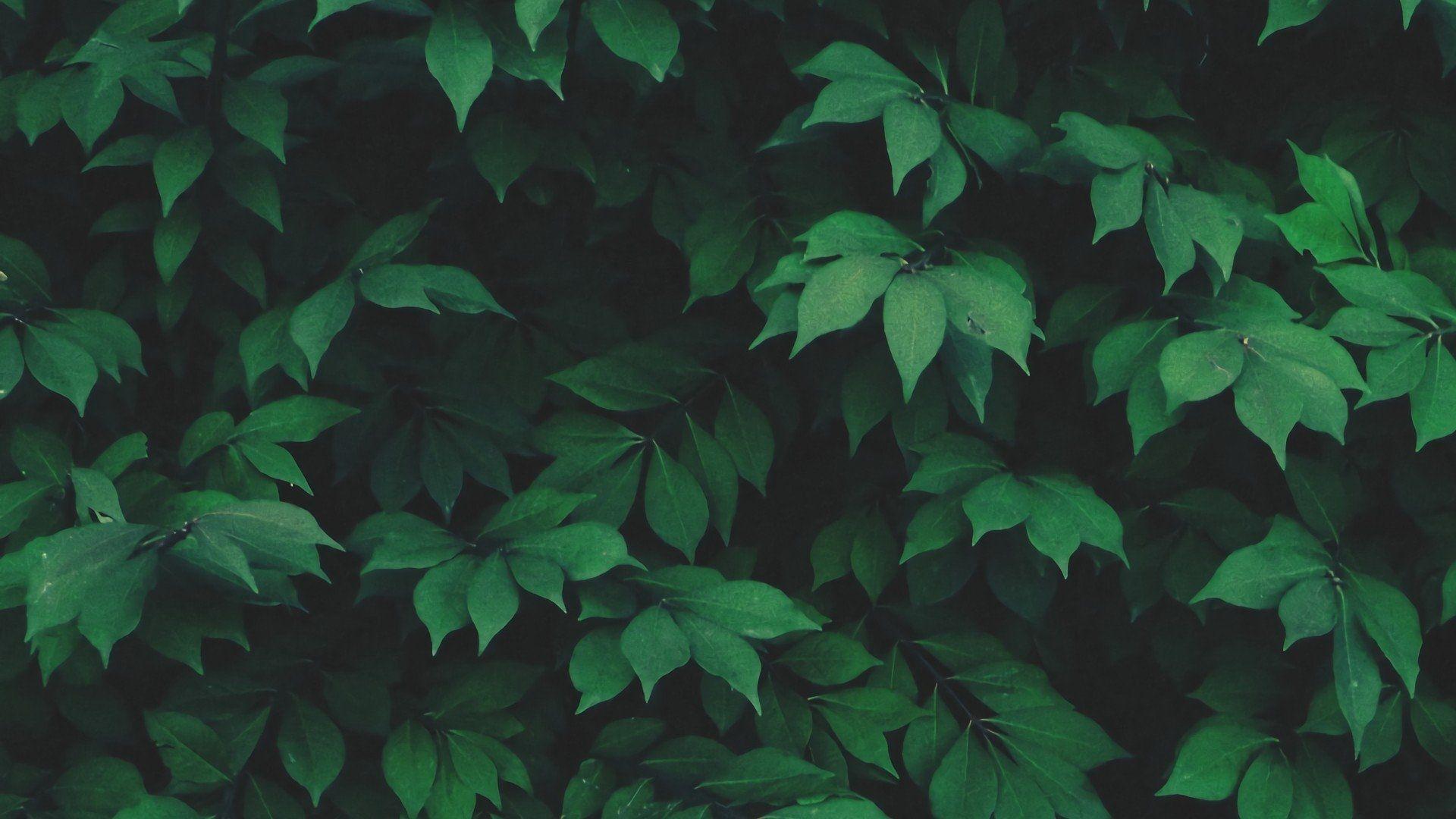 1920x1080 Wallpaper Aesthetic Green HD.topnovocom.top