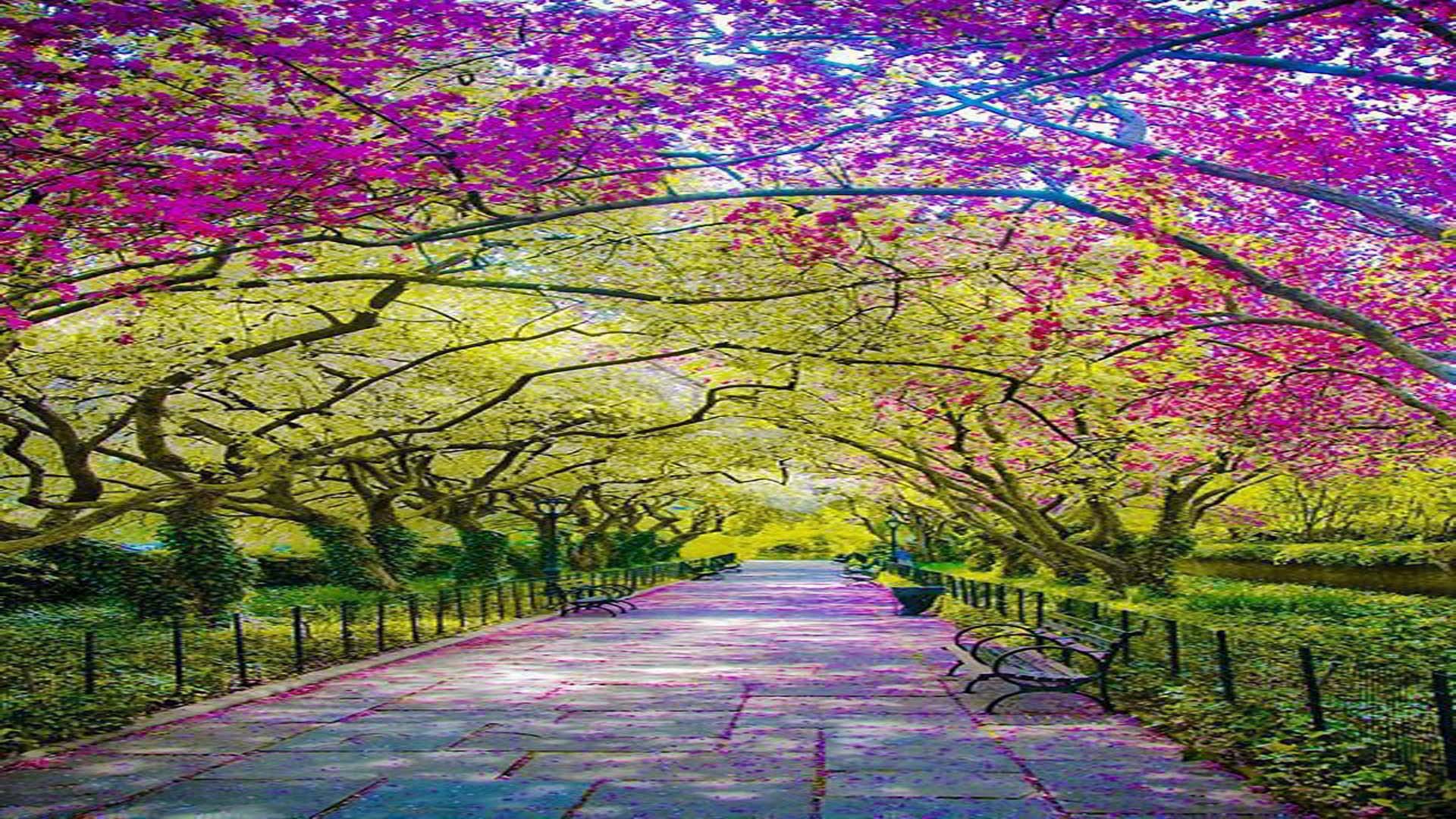 1920x1080 Free download Spring Central Park New York City pikdit [1920x1080] for your Desktop, Mobile & Tablet. Explore NYC Spring Wallpaper. Central Park Spring Wallpaper, NYC Winter Scenes Wallpaper, NYC Fall Wallpaper