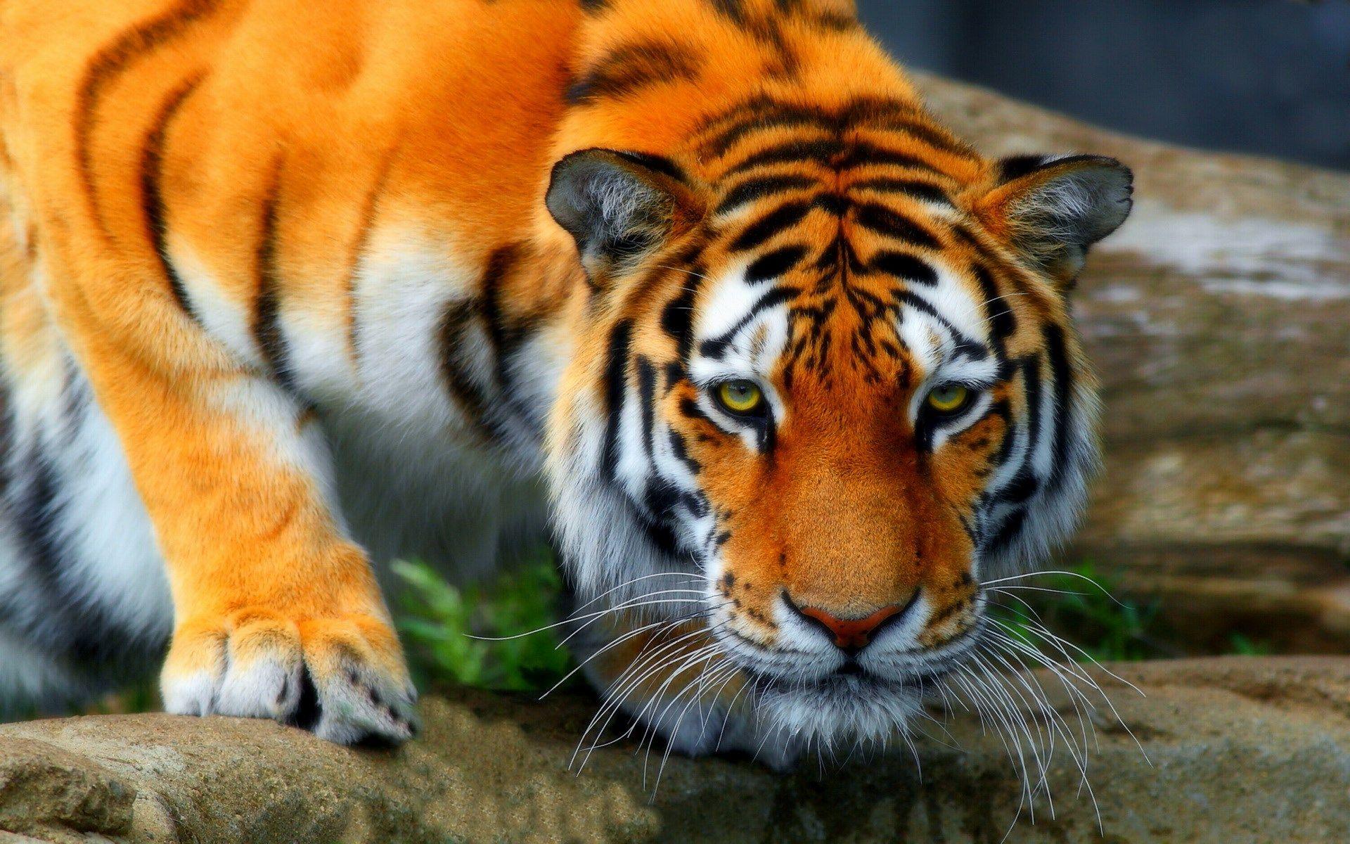1920x1200 HD Widescreen Wallpaper .com