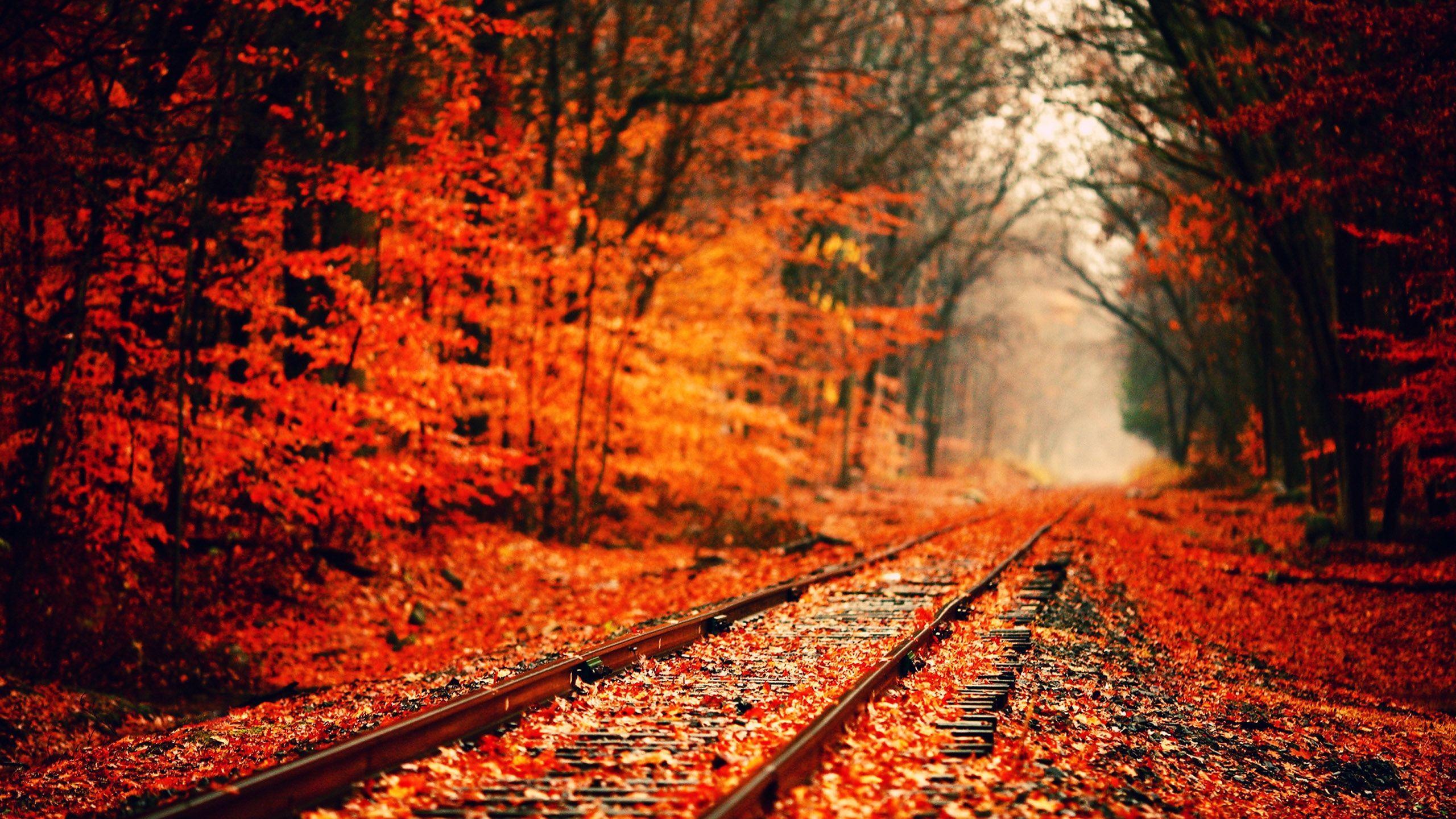 2560x1440 Fall Wallpaperwallpaper.dog