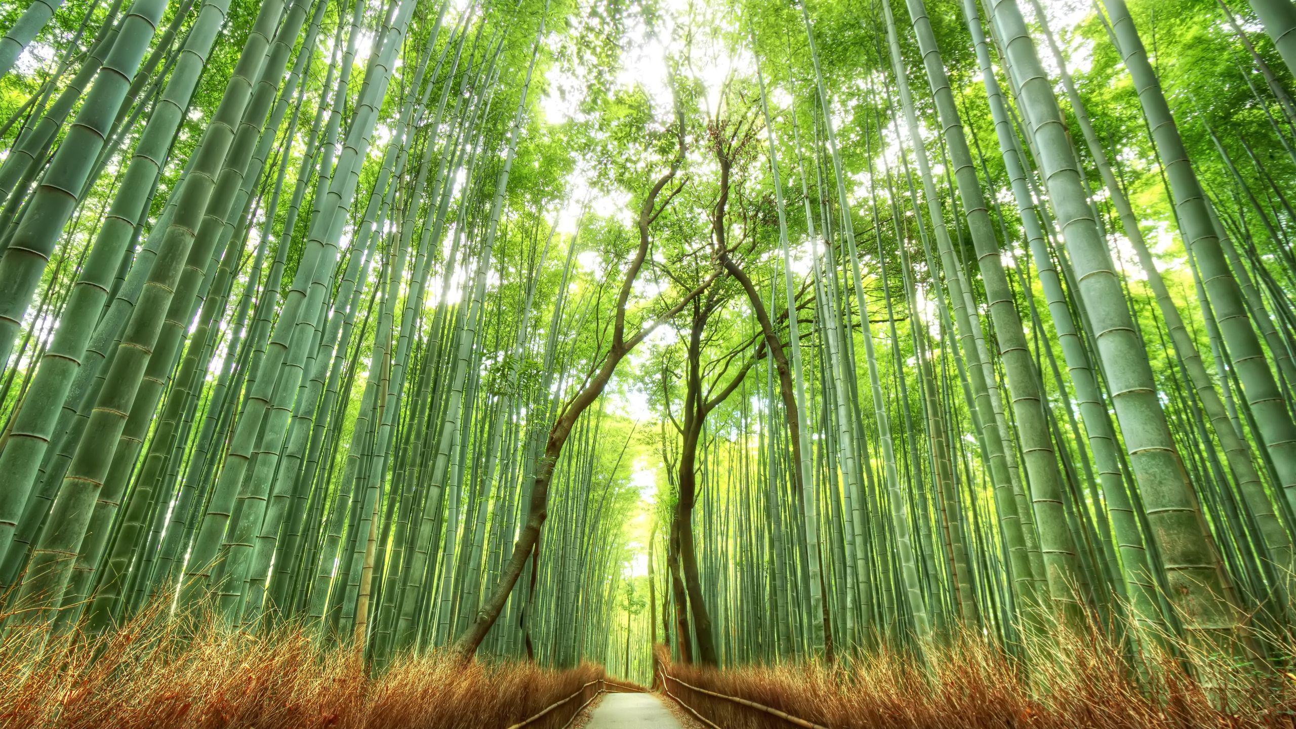 2560x1440 Desktop Wallpaper Japan HD Wallpaper