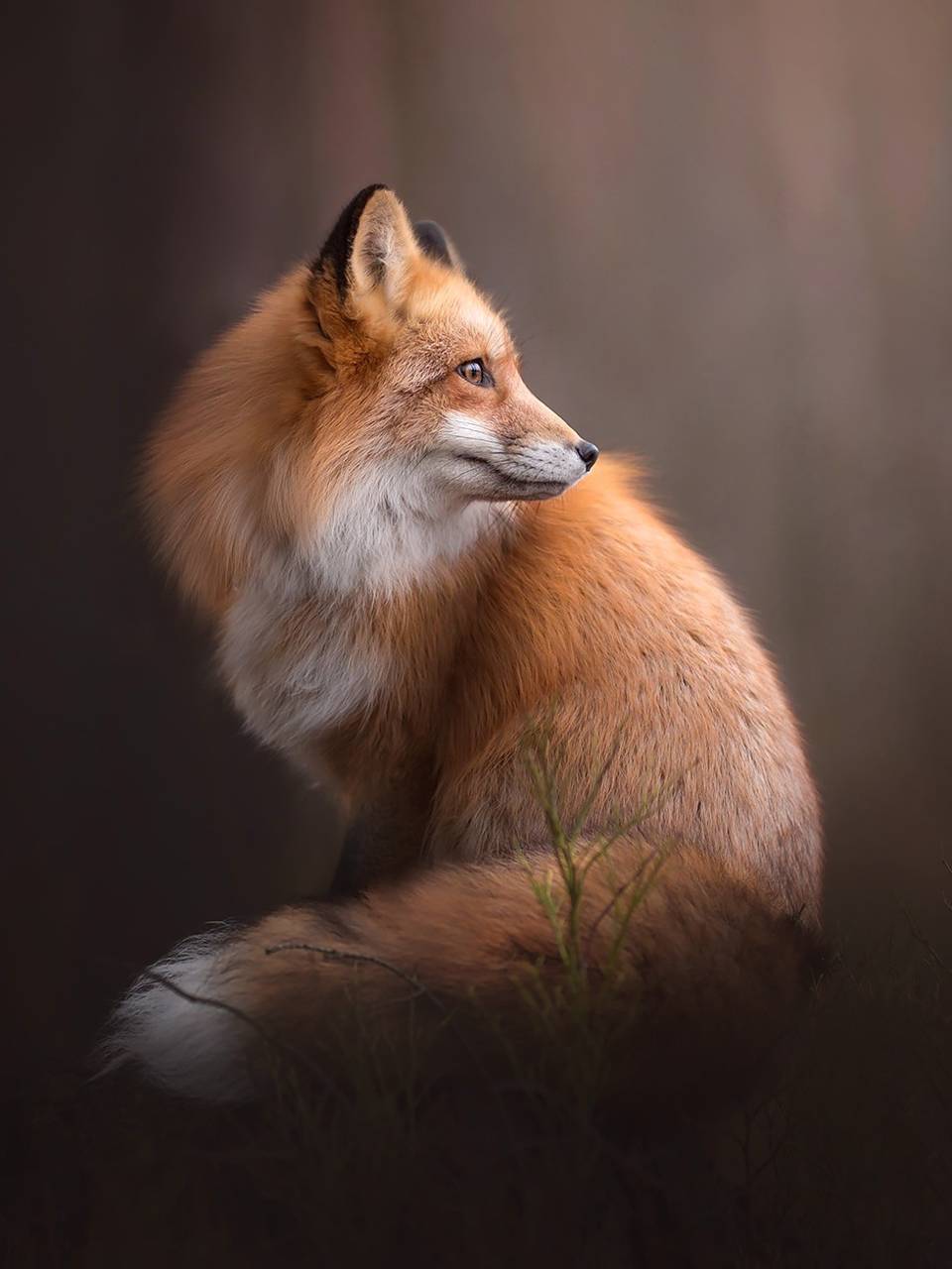 Beautiful Fox Wallpapers - Top Free Beautiful Fox Backgrounds ...