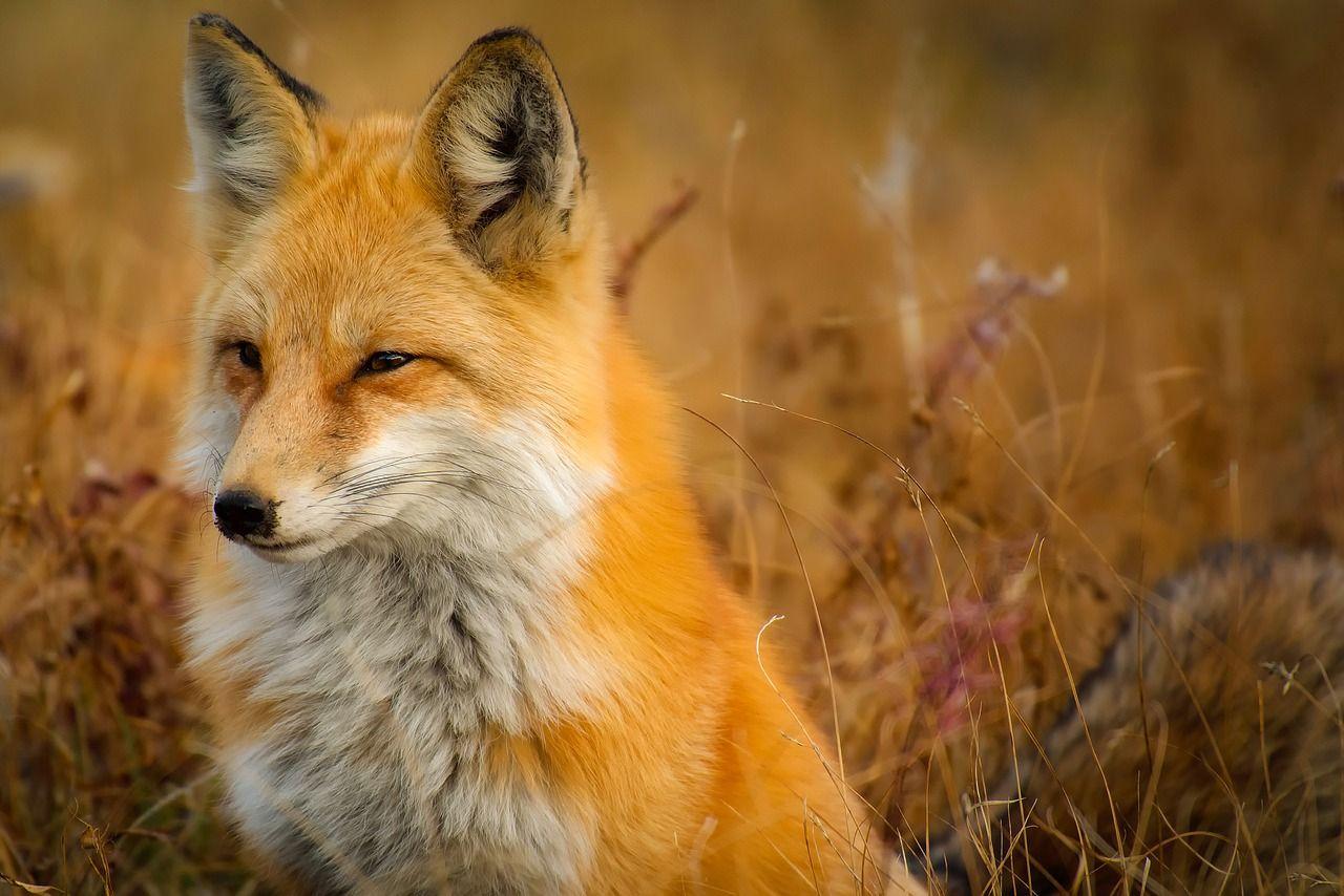 Beautiful Fox Wallpapers - Top Free Beautiful Fox Backgrounds ...