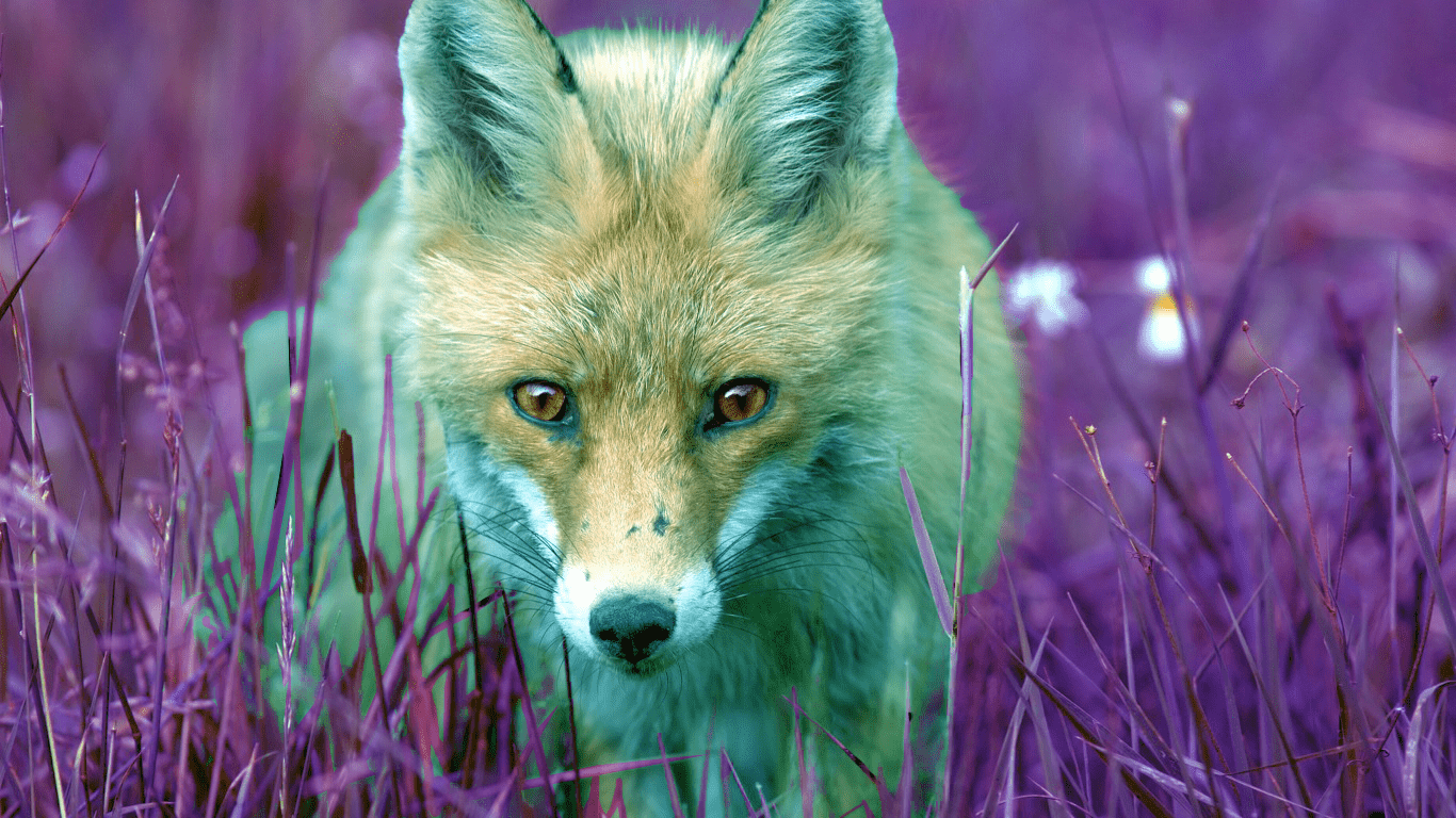 Beautiful Fox Wallpapers Top Free Beautiful Fox Backgrounds