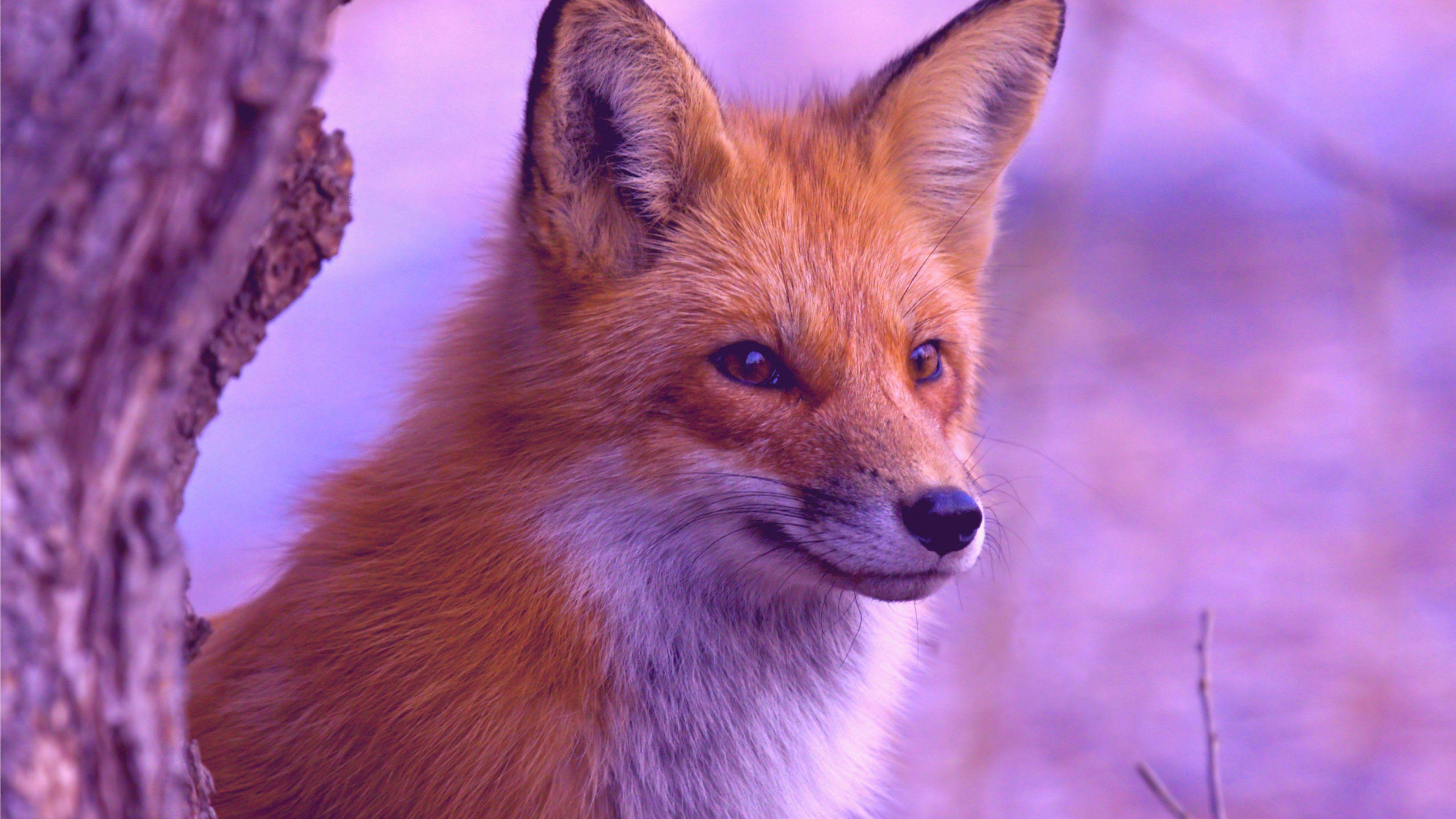 3840x2160 Fox Wallpaper .