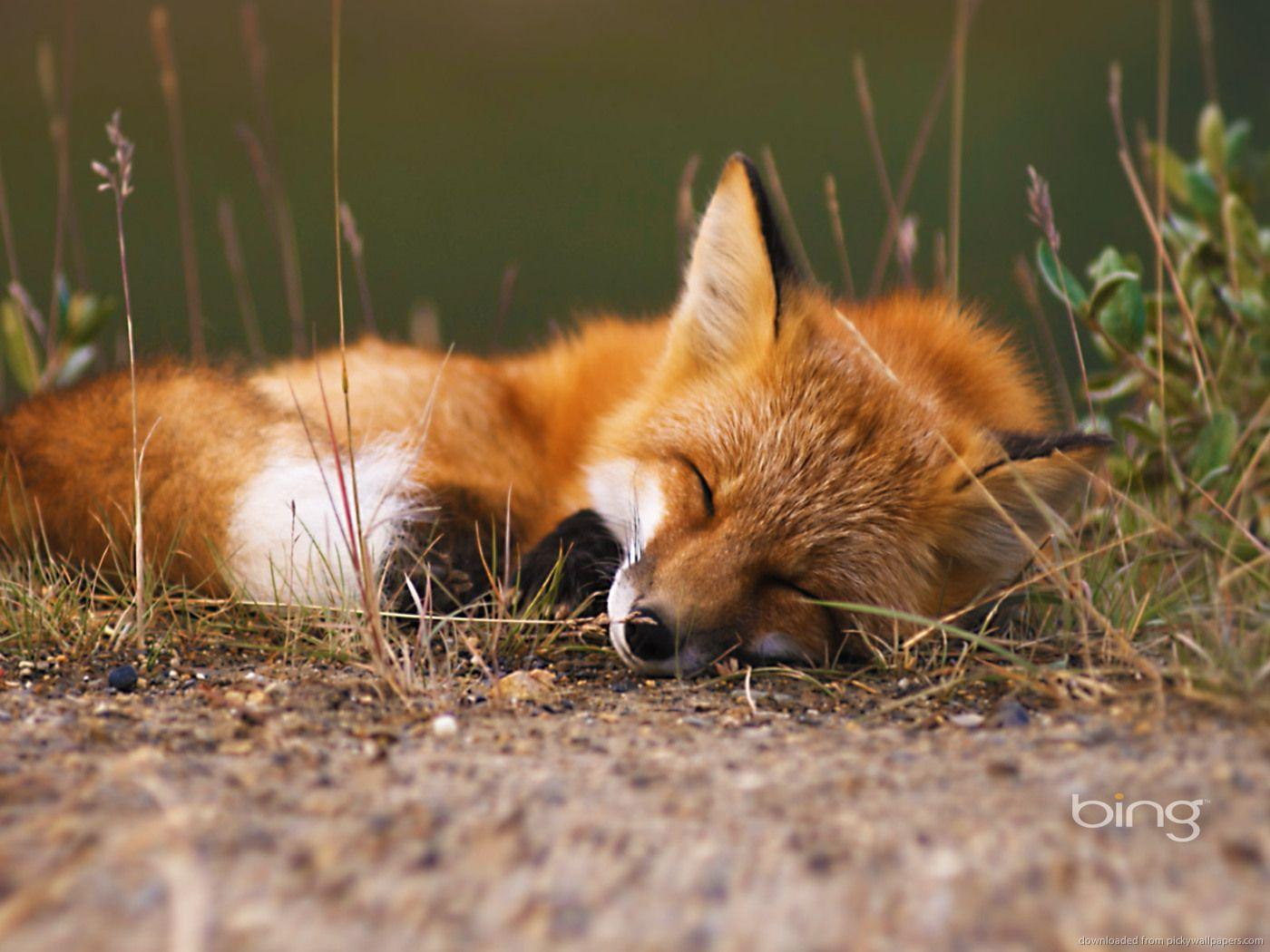 1400x1050 Fox picture, Wild animals picture, Red fox picture