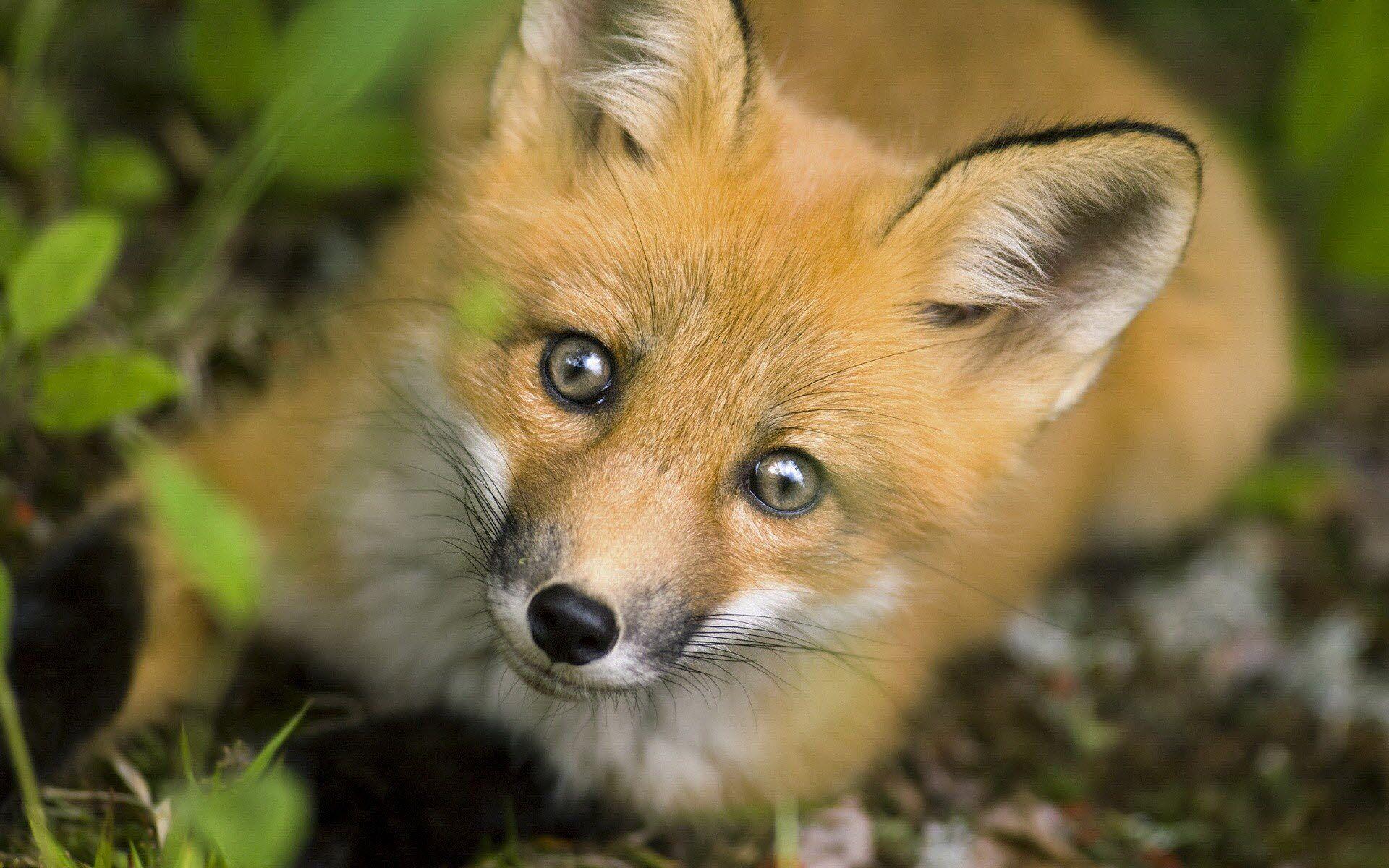 1920x1200 Fox Wallpaper For