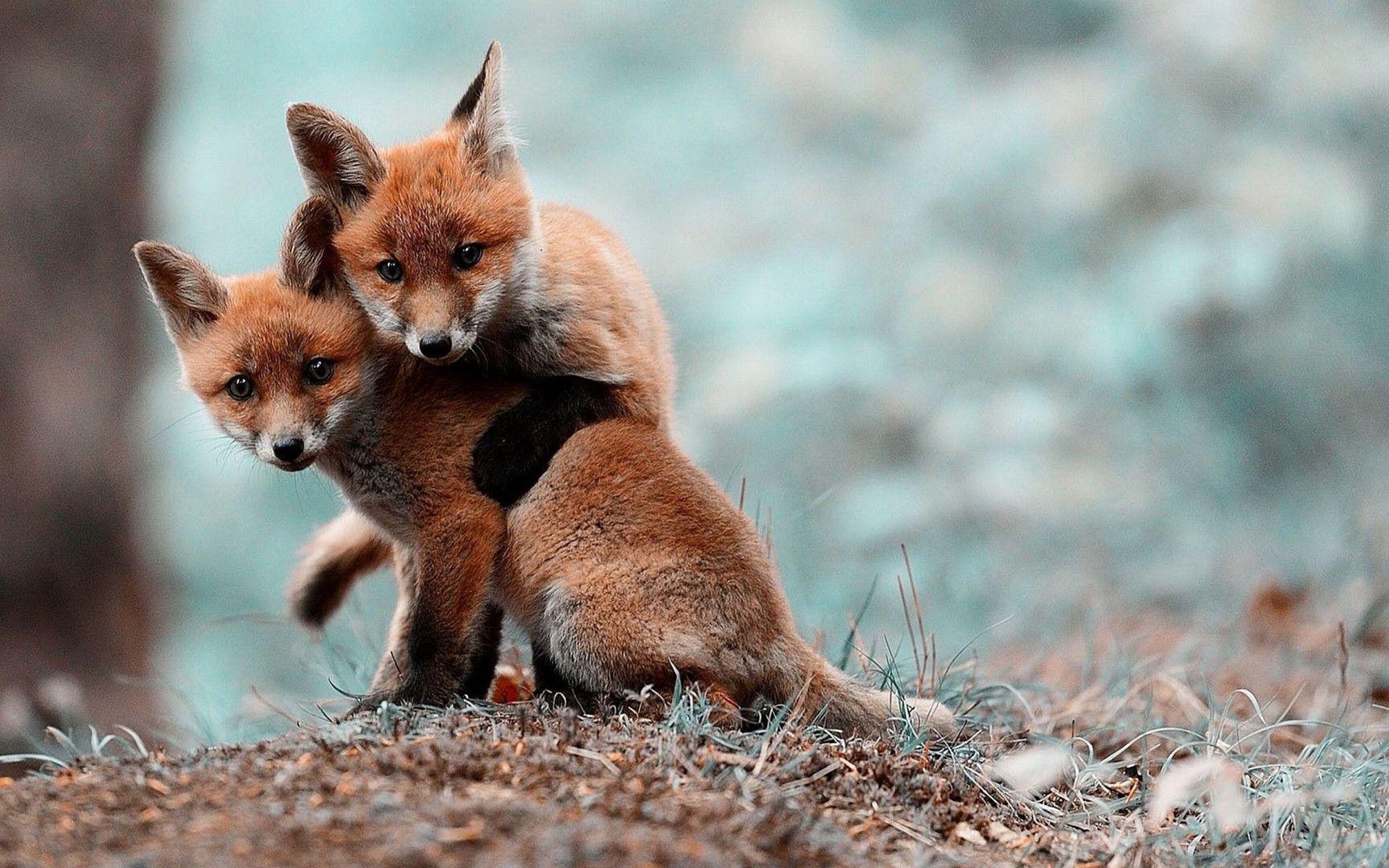 1920x1200 Cute Baby Foxwallpaper