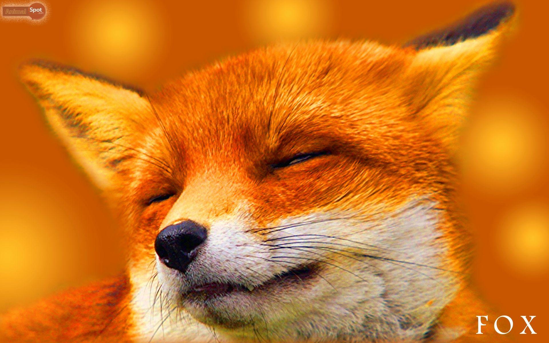 Beautiful Fox Wallpapers - Top Free Beautiful Fox Backgrounds