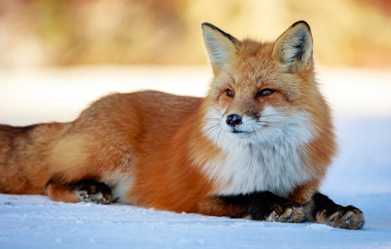 1332x850 Wallpaper winter, look, face, snow .