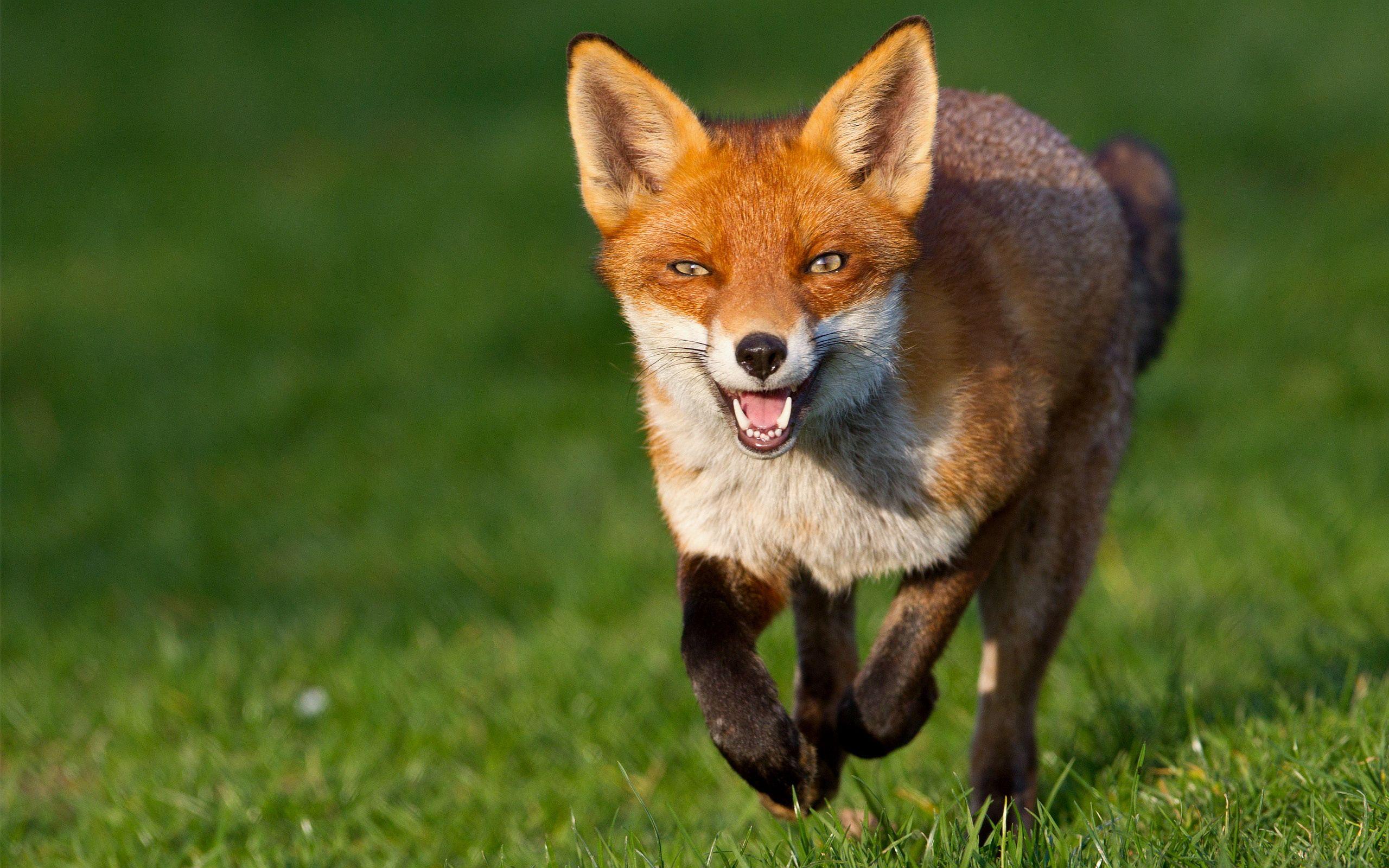 2560x1600 fox wallpaper beautiful Desktop .hddesktopwallpaper.in