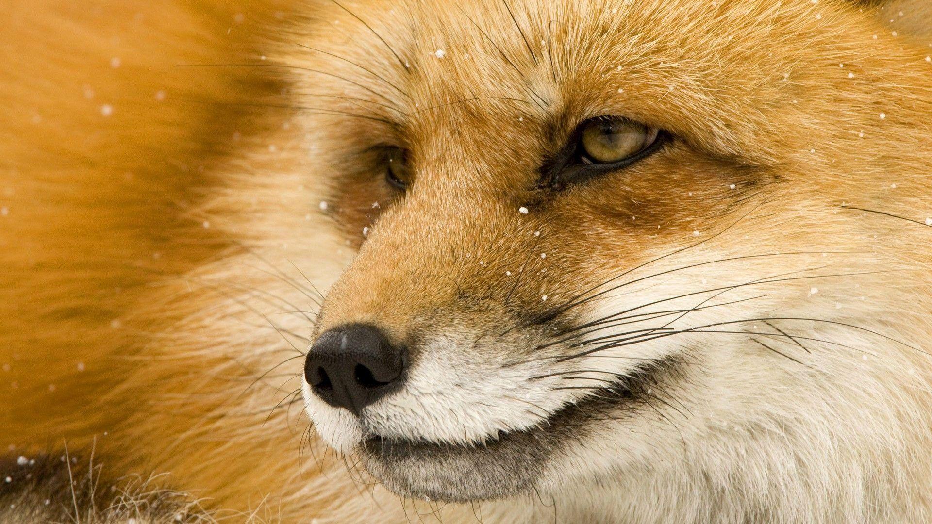 1920x1080 Red Fox Wallpaper Beautiful Red Fox .