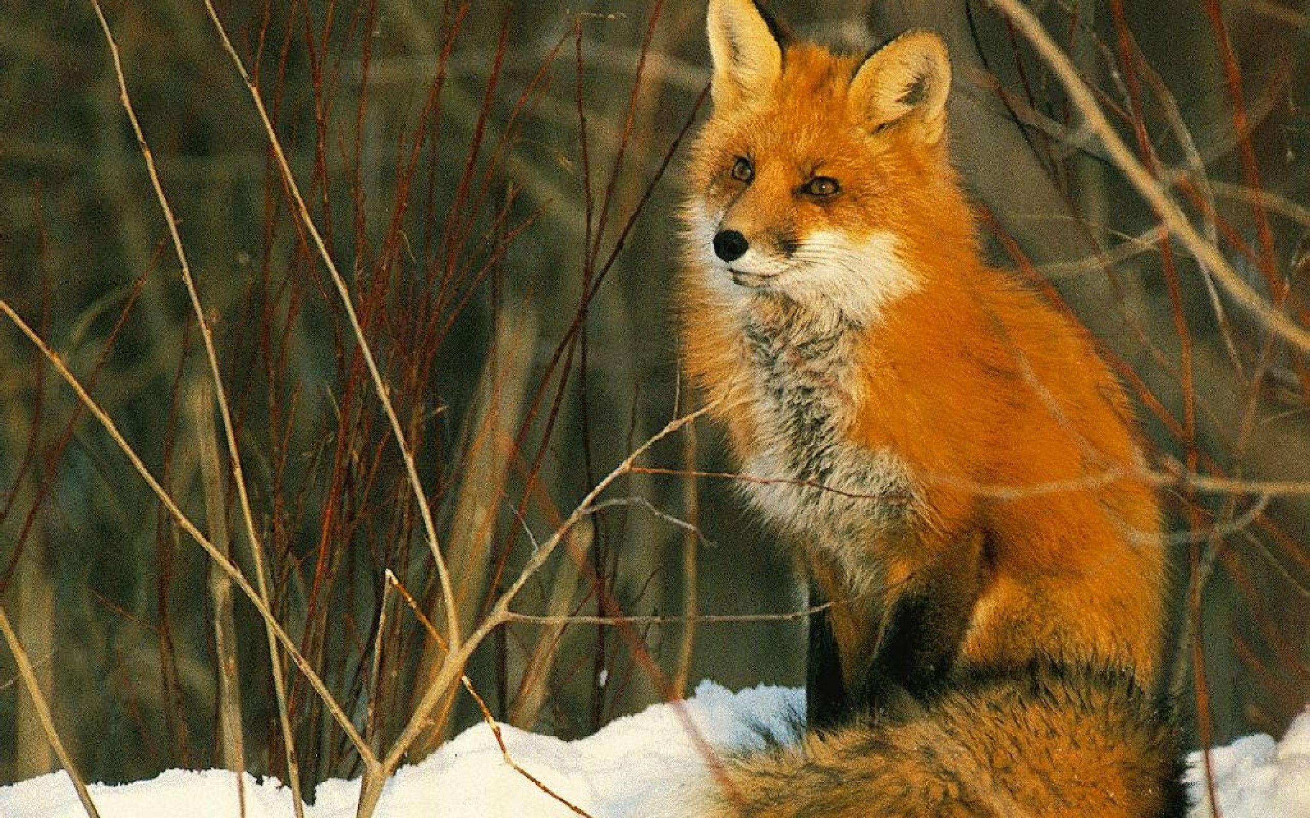 2560x1600 Free Fox