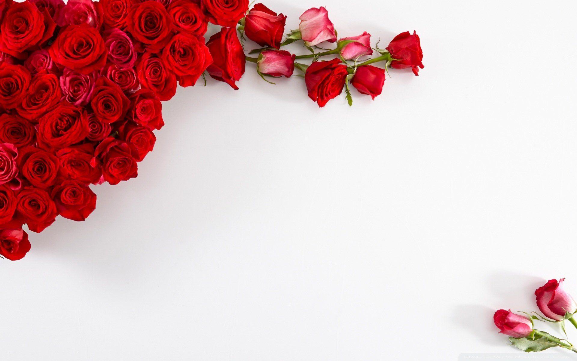 Red and White Rose HD Wallpapers Top Free Red and White Rose HD
