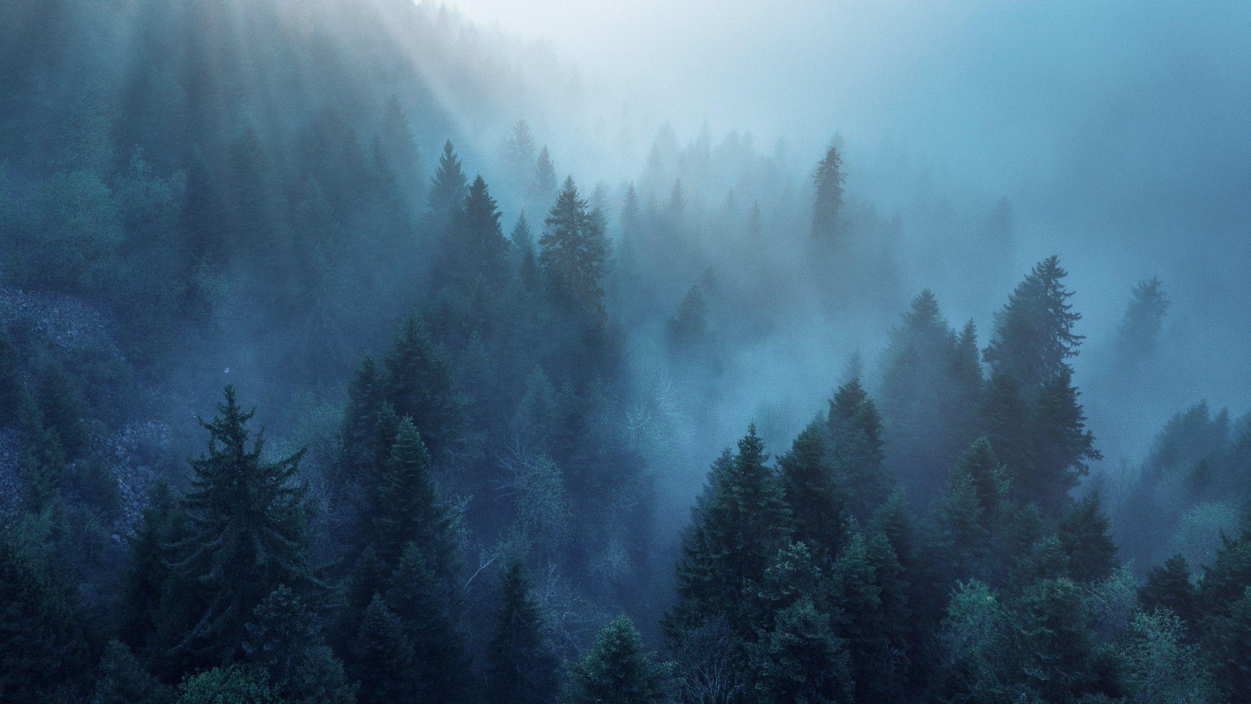 2560x1440 Forest 4K Wallpaper, Rhone Alpes .
