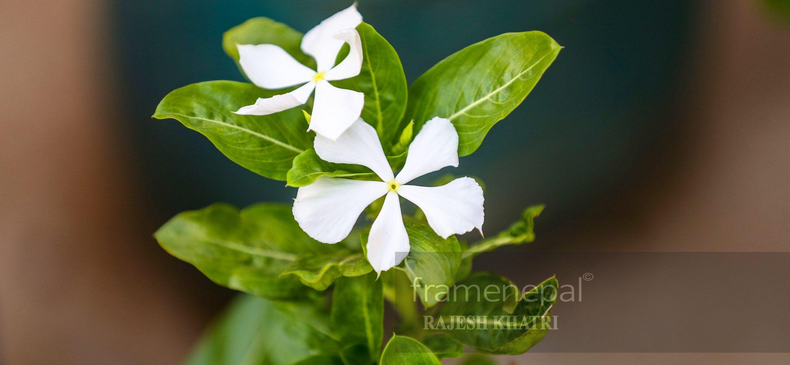 2560x1183 Best Nepali flower, Beautiful Flowers .
