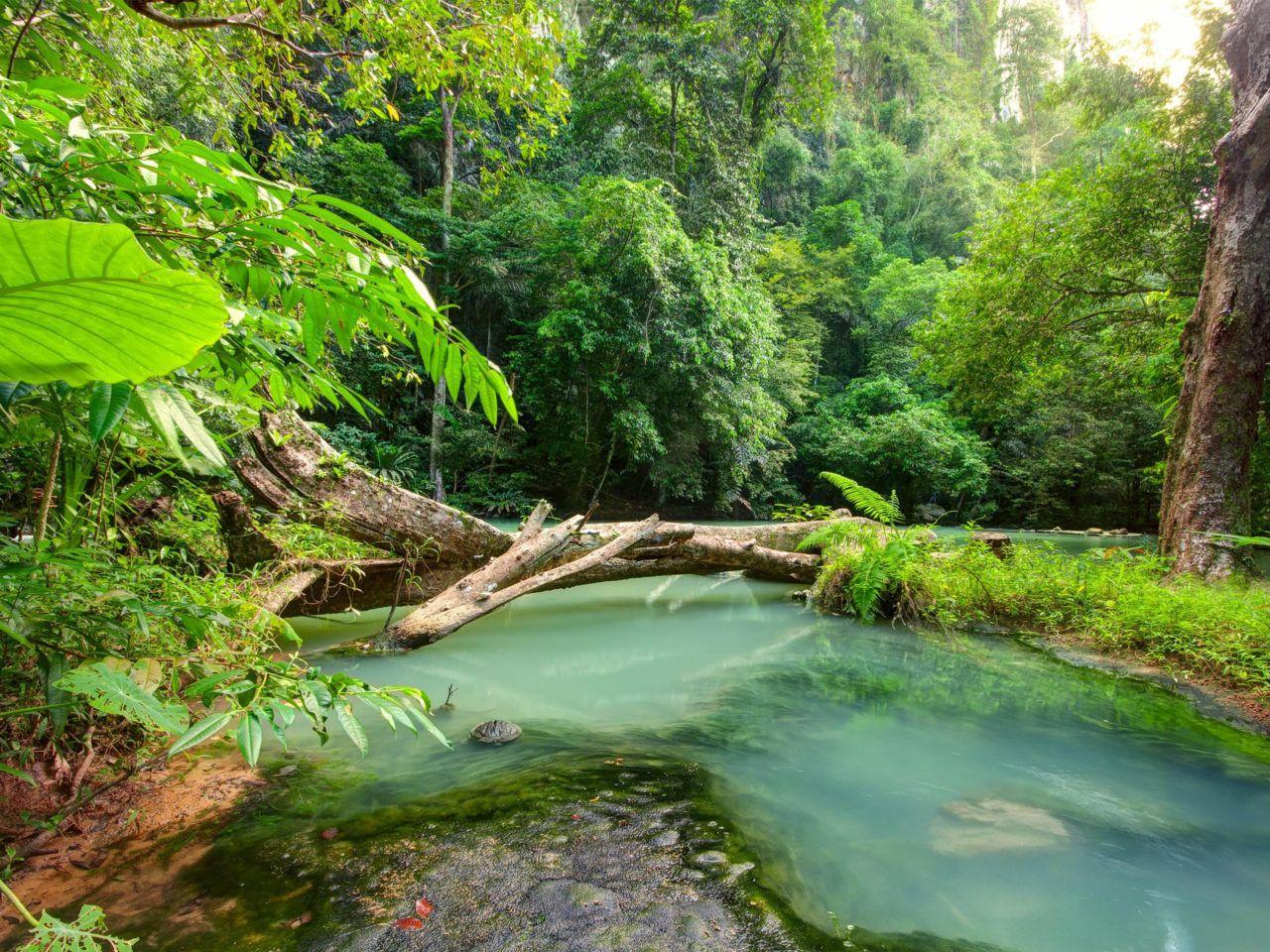 1280x960 Tropical Landscape Blue River In The .
