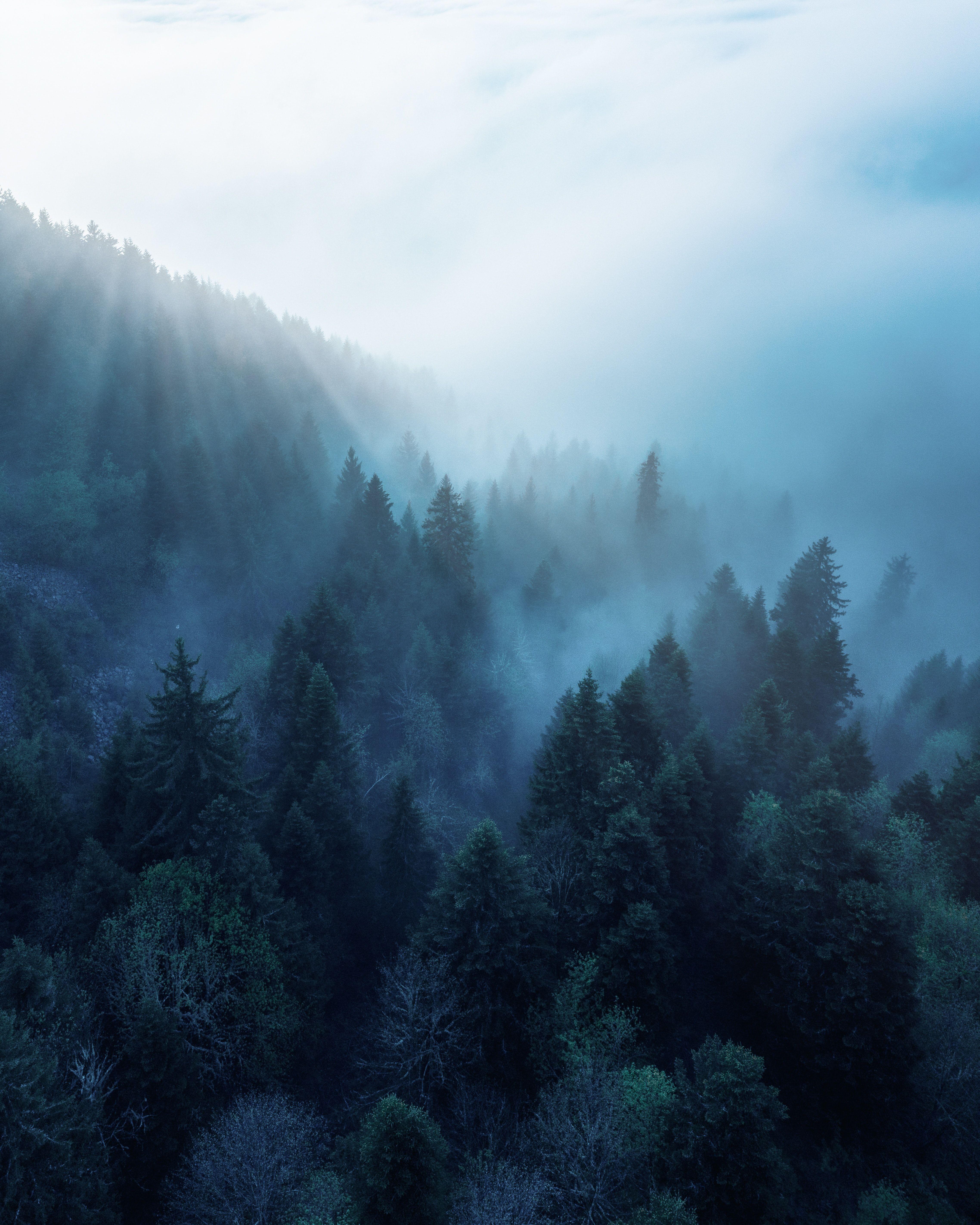 4553x5691 Forest 4K Wallpaper, Rhone Alpes .
