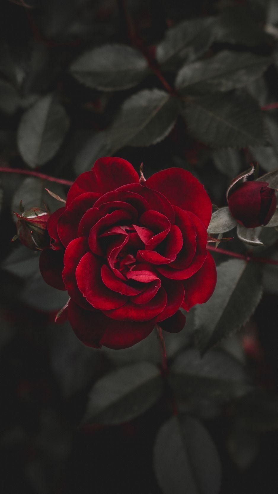 938x1668 Aesthetic Red Roses iPhone Wallpaper .novocom.top