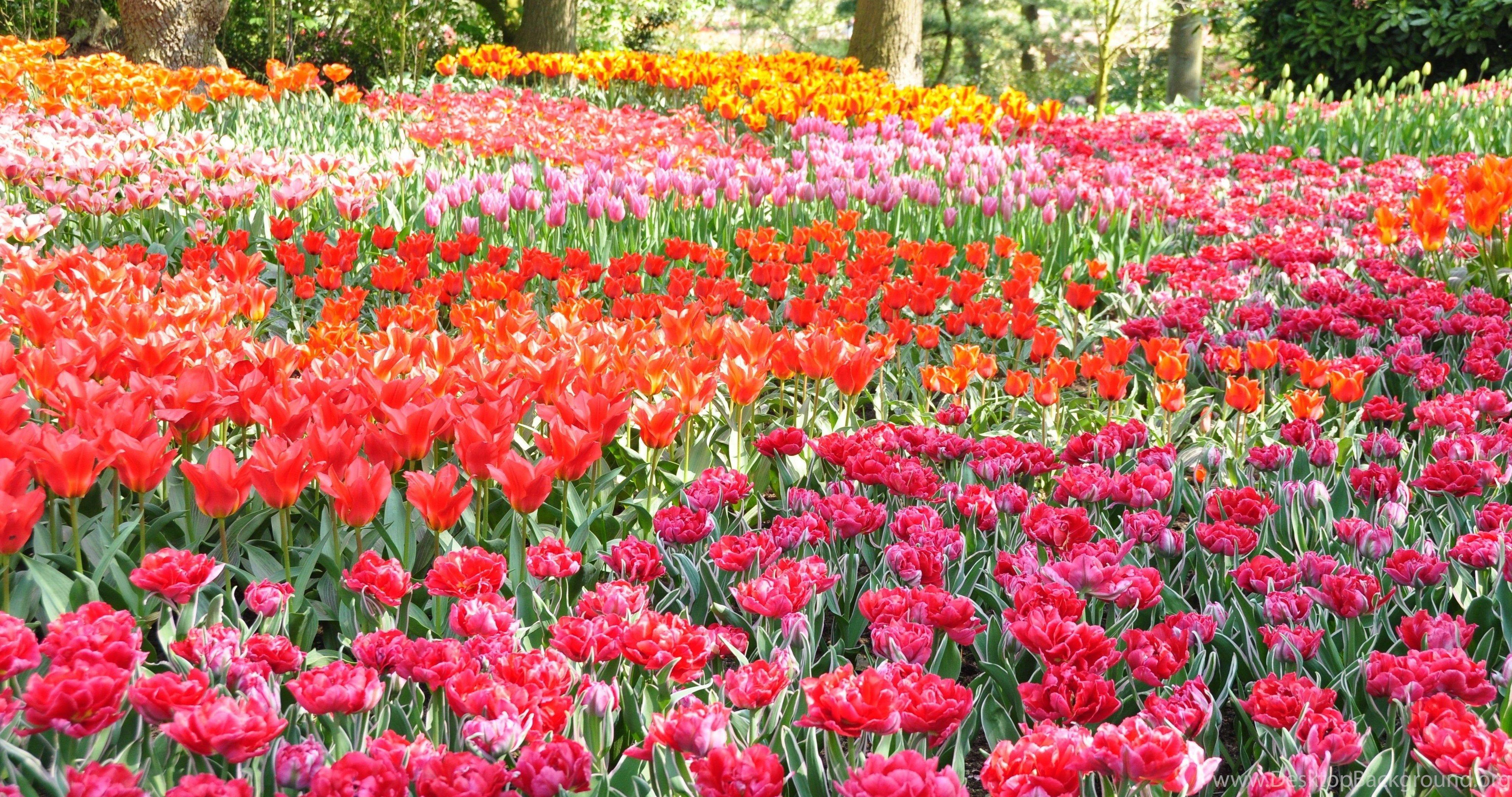 4096x2160 Flower Garden Wallpaper Flower Garden .