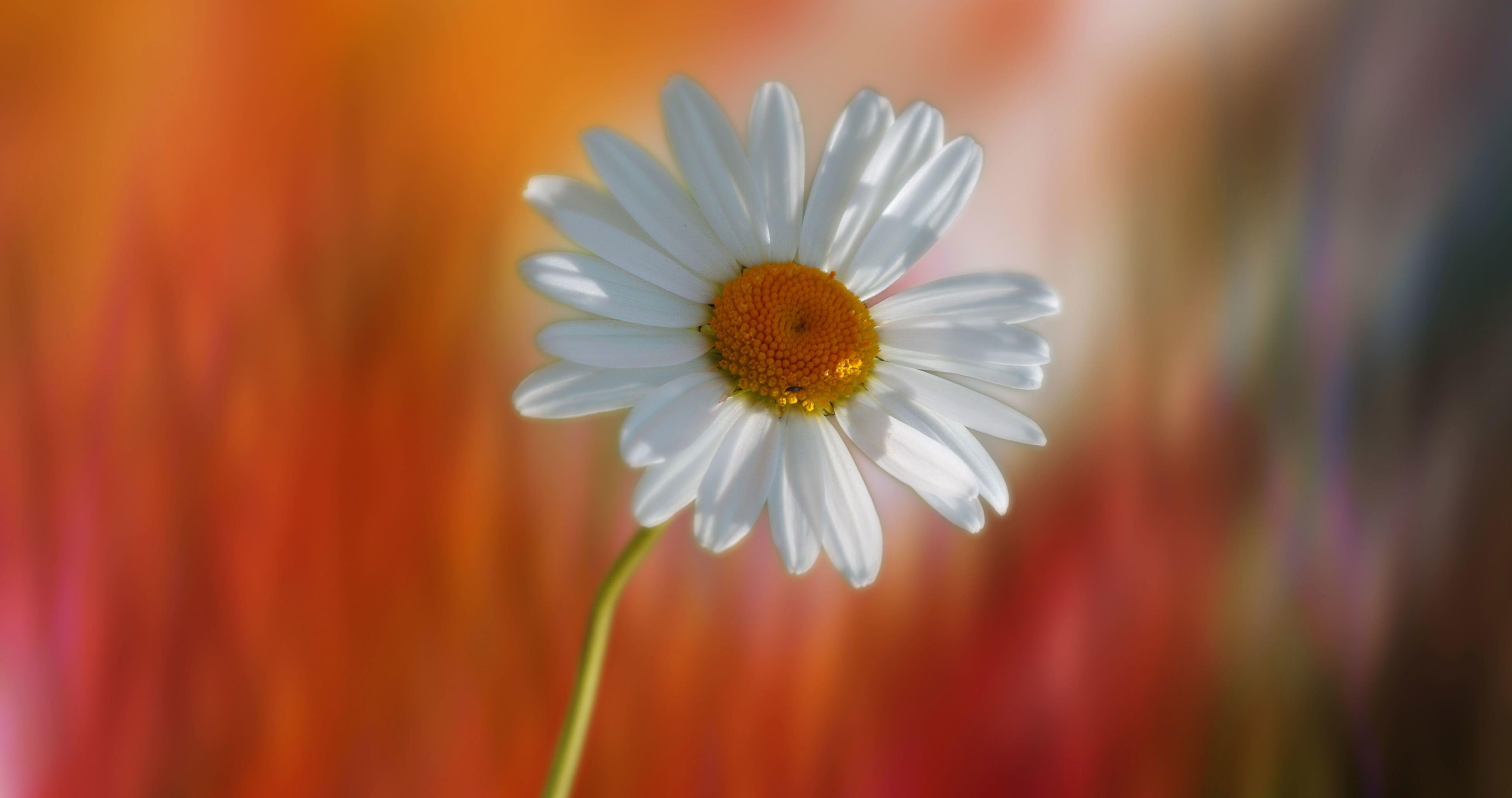4096x2160 Flower nature plant garden color .
