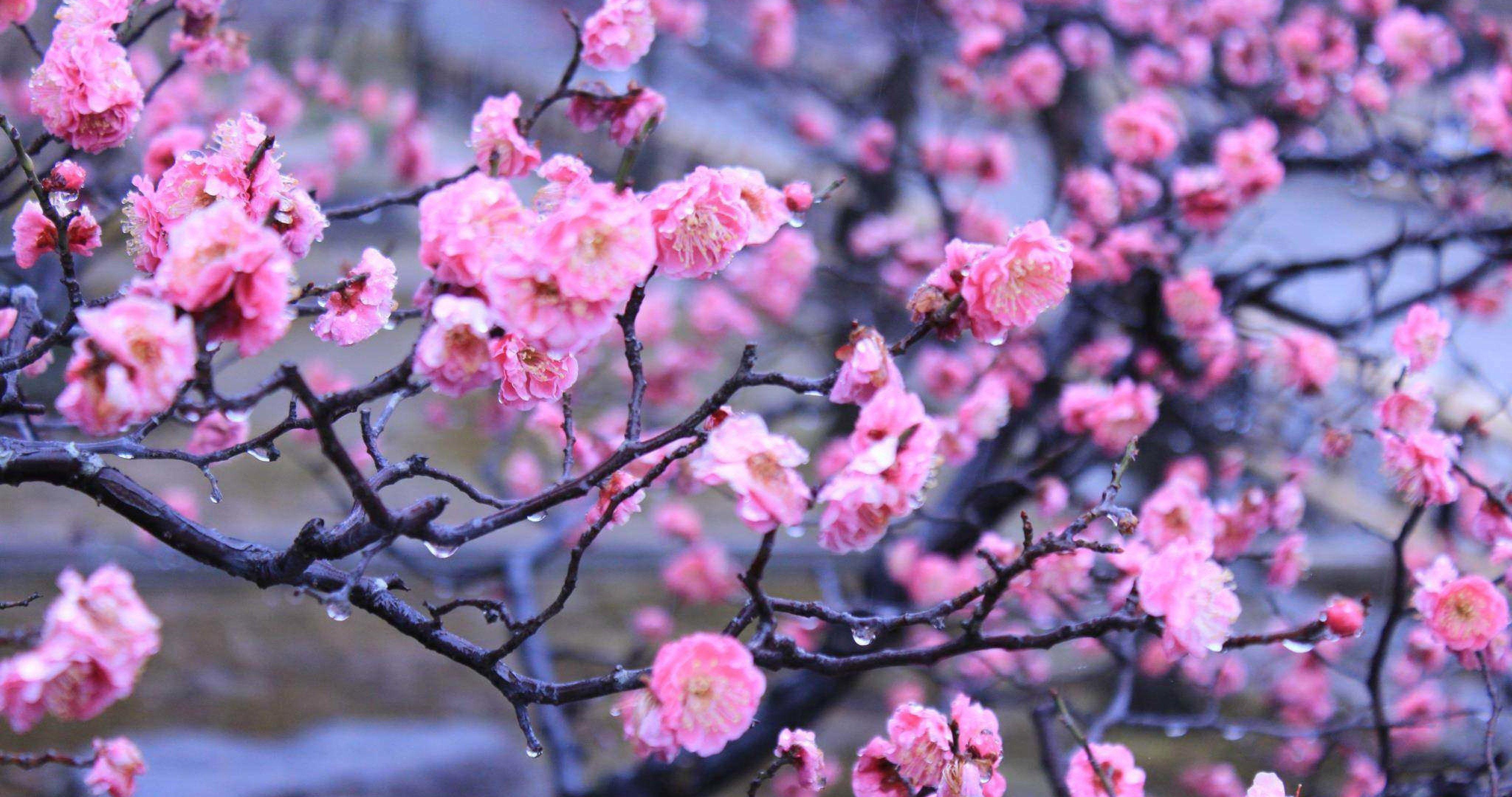 4096x2160 Japan Wallpaper 4k .