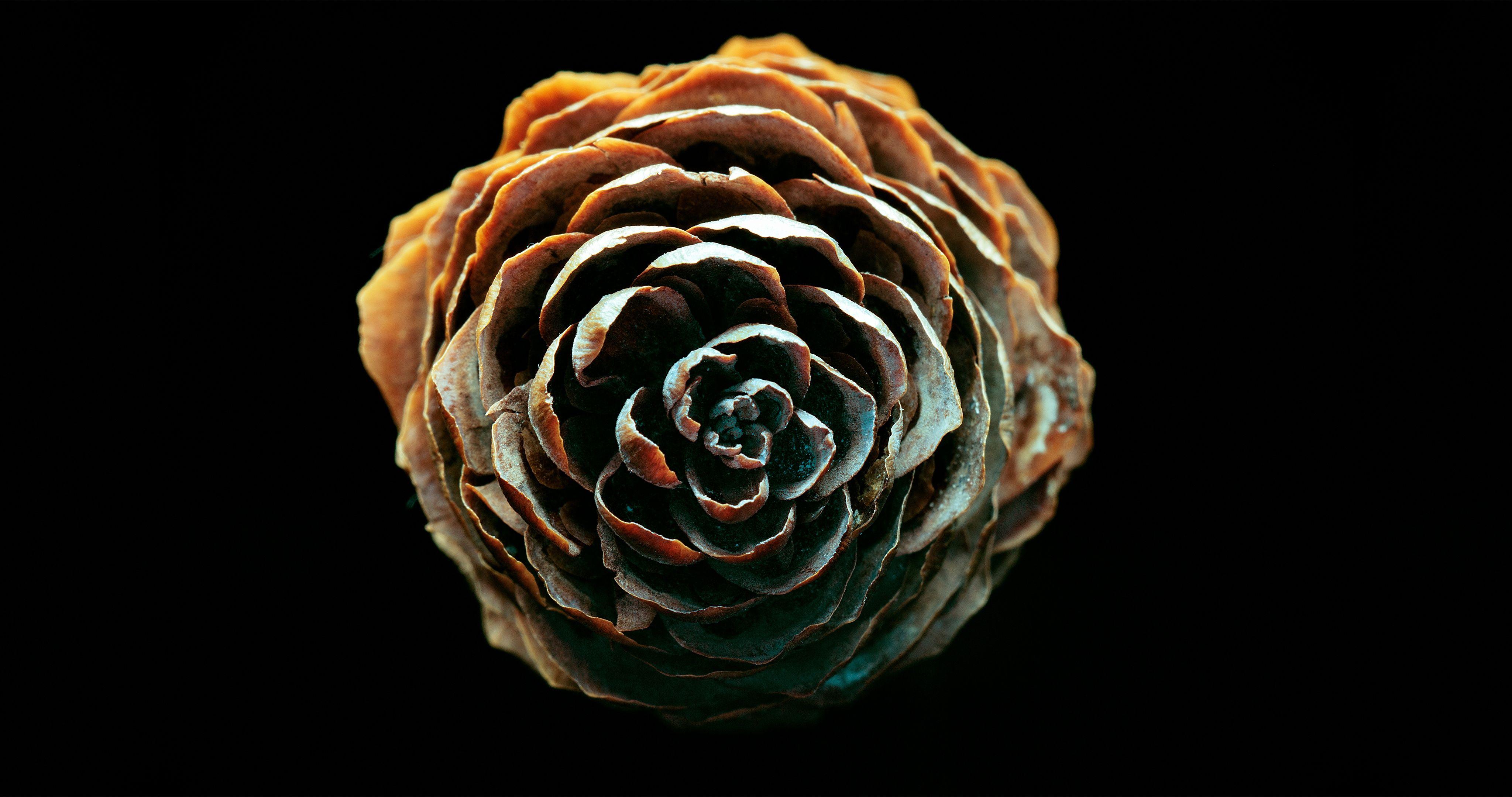 4096x2160 image Nature Pine cone Closeup Black .