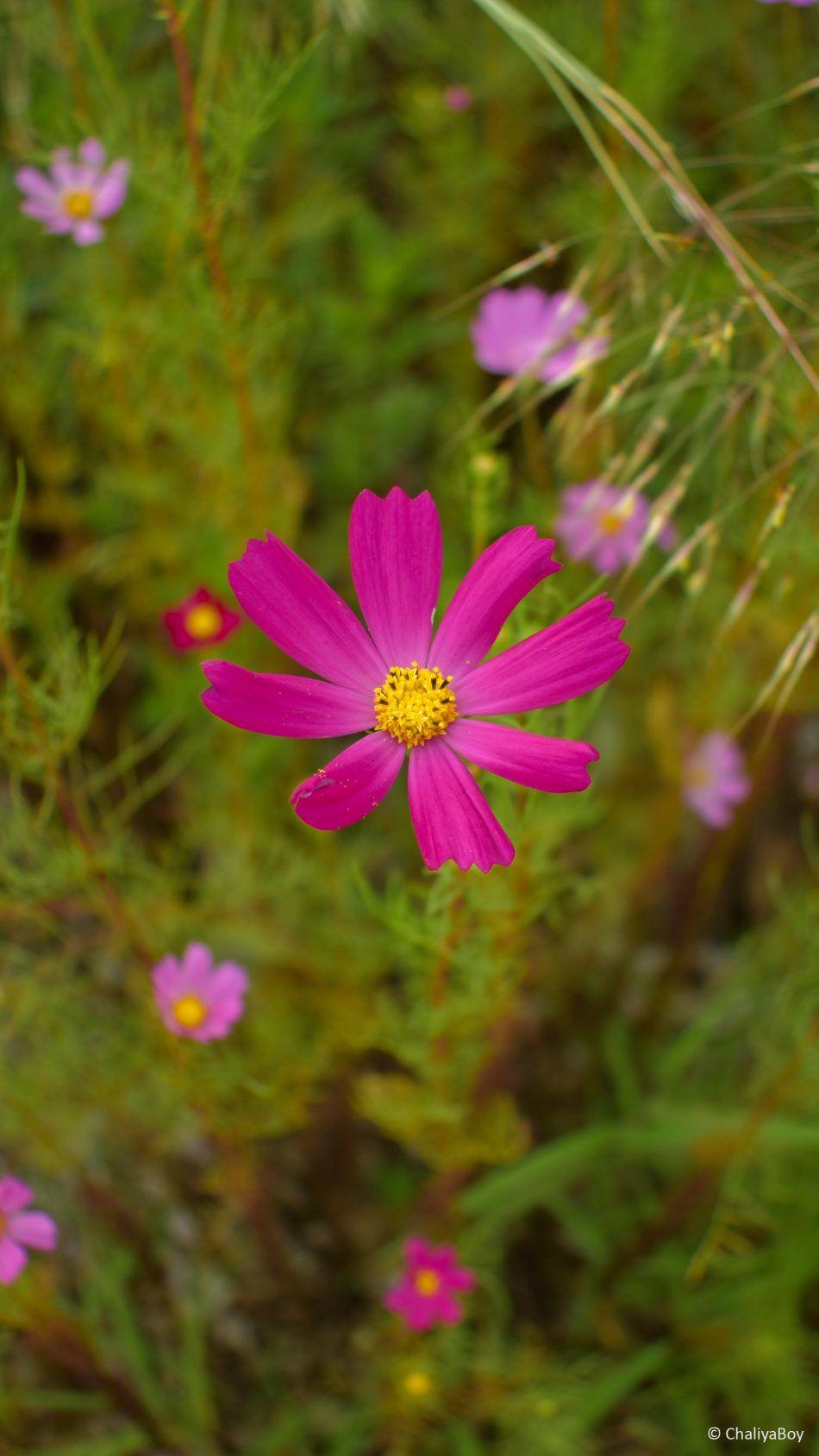 950x1689 Pink Flower Garden Photography 4k Ultra .