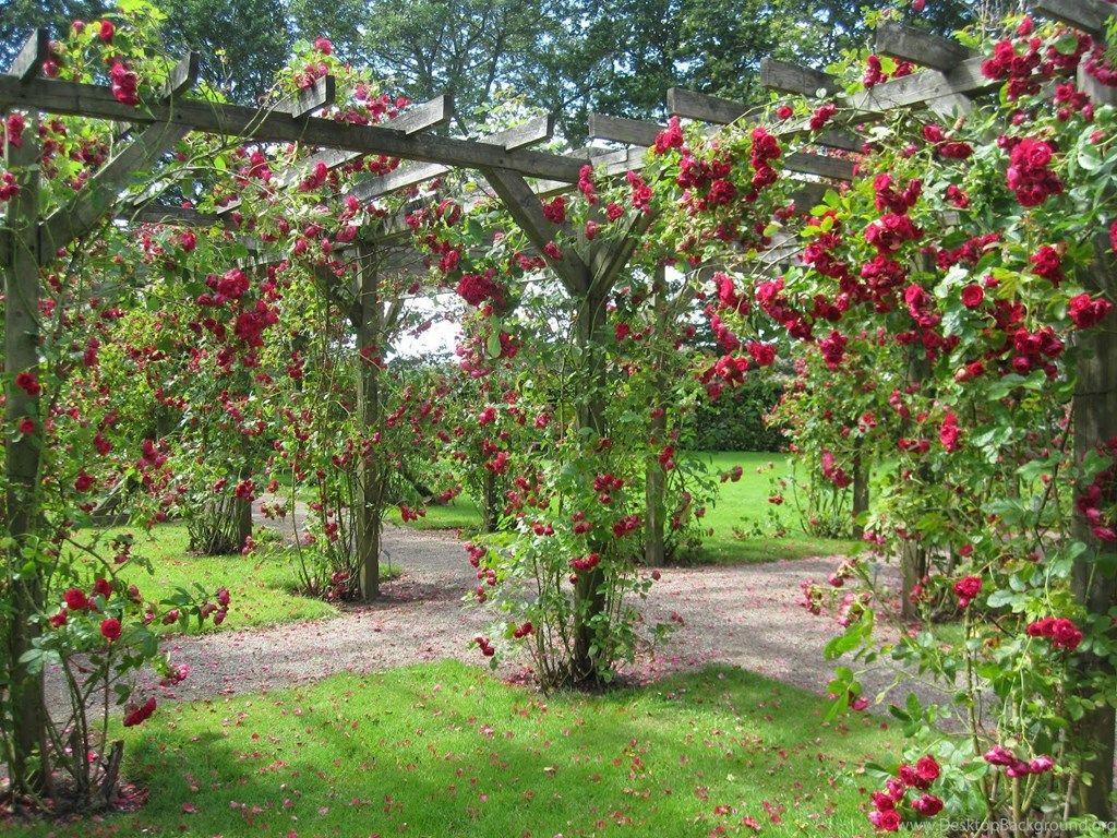 1024x768 Gardens Wallpaper: Rose Garden Free HD .