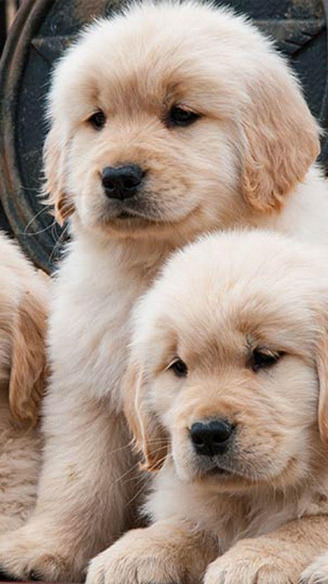 1080x1920 Puppy iPhone Wallpaper