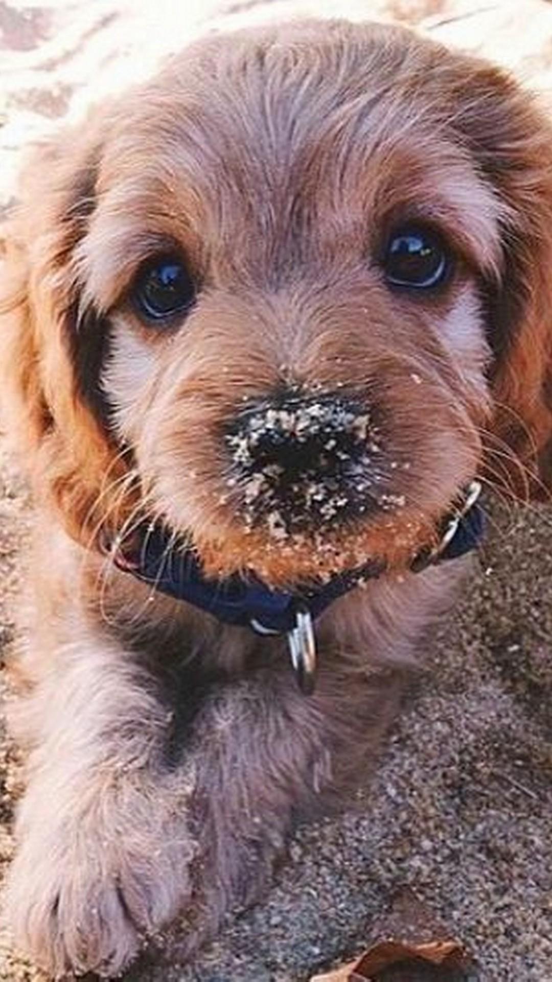 1080x1920 Puppy iPhone