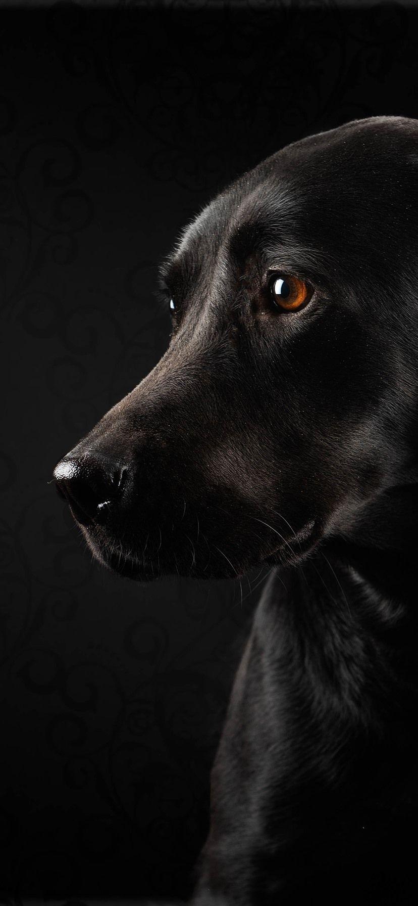828x1792 Black Dog And Black Background, Look .best