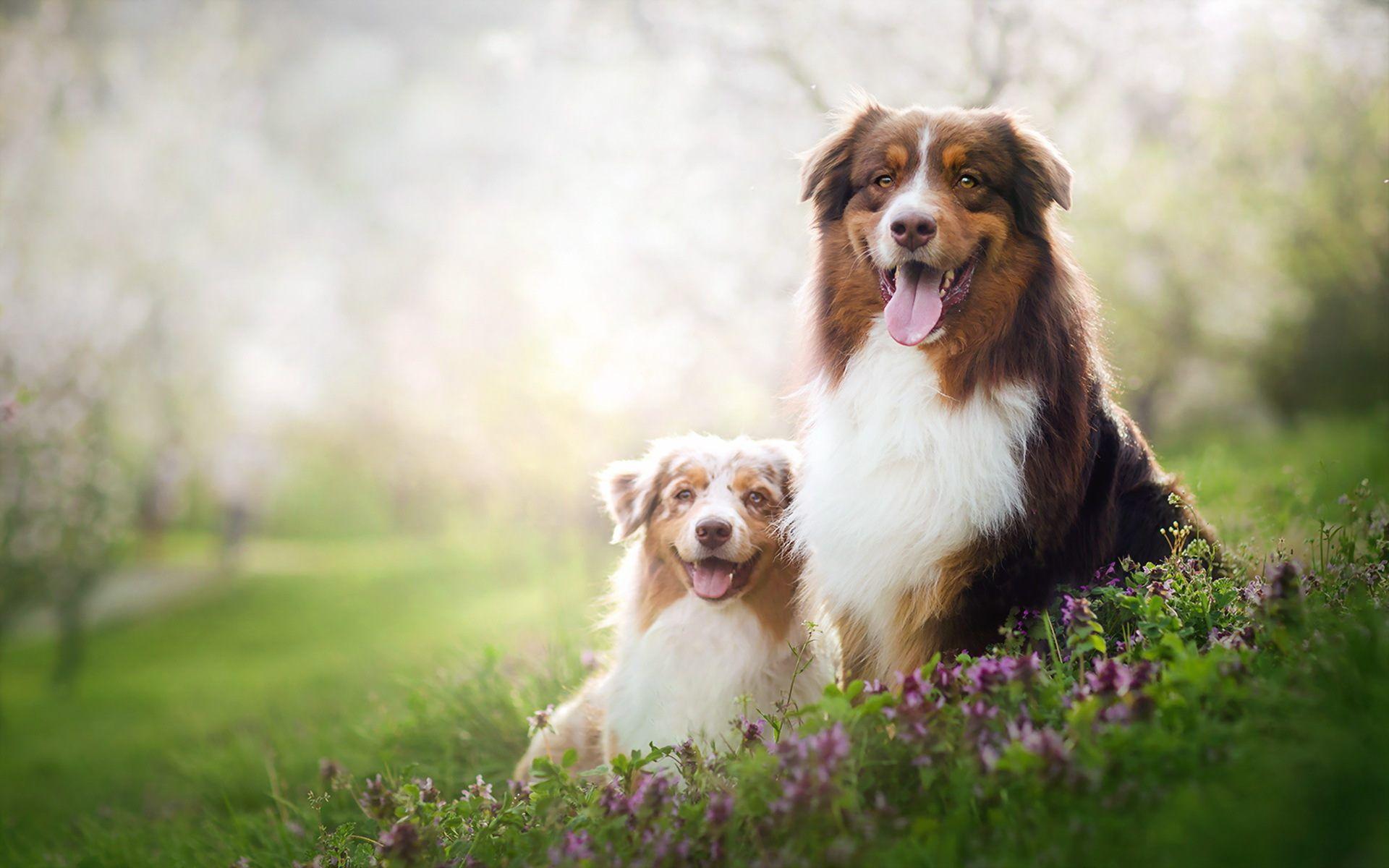1920x1200 Free download Dog Wallpaper For iPhone Festival Wallpaper [1920x1200] for your Desktop, Mobile & Tablet. Explore Wallpaper Dog. Dog Wallpaper, Dog Background, Dog Wallpaper