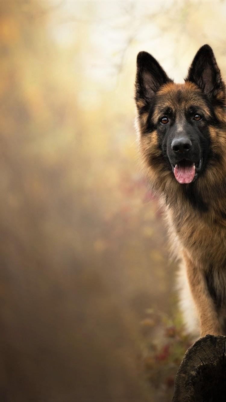 750x1334 German Shepherd iPhone Wallpaper .