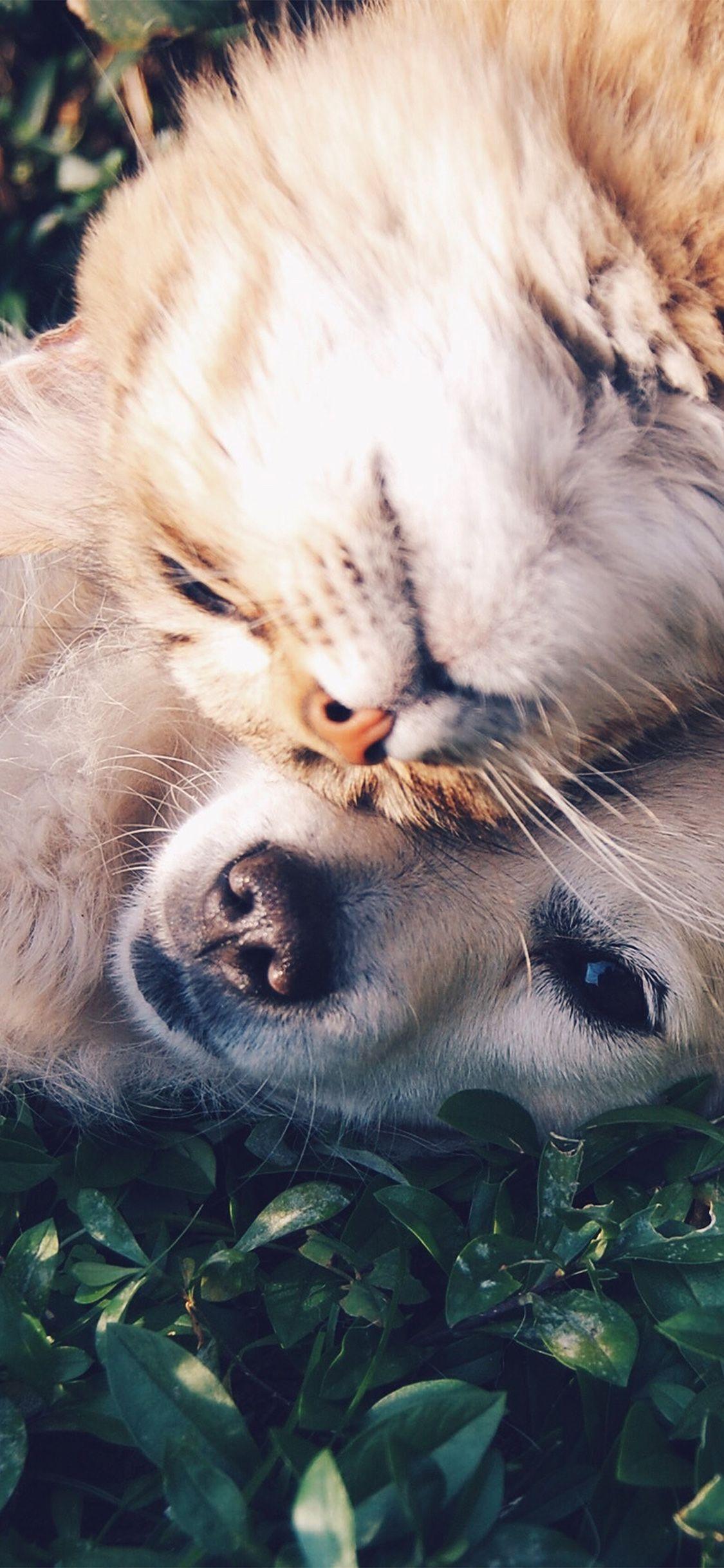 1125x2436 Cat And Dog iPhone .