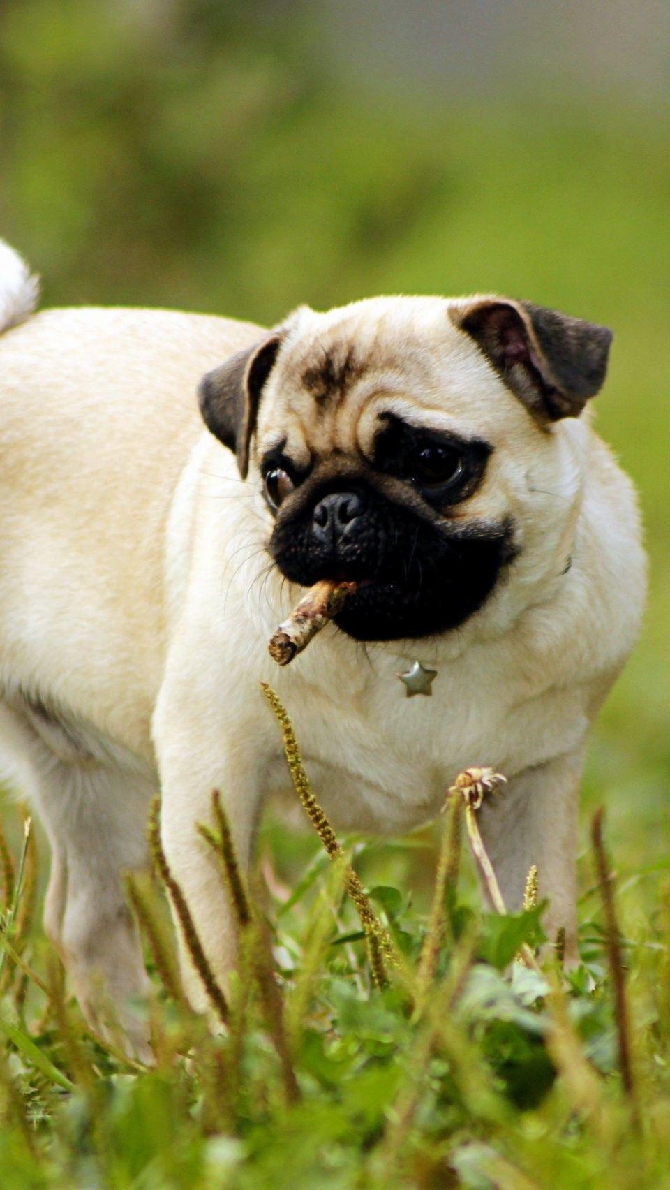 960x1704 iPhone 6 Cute Dog